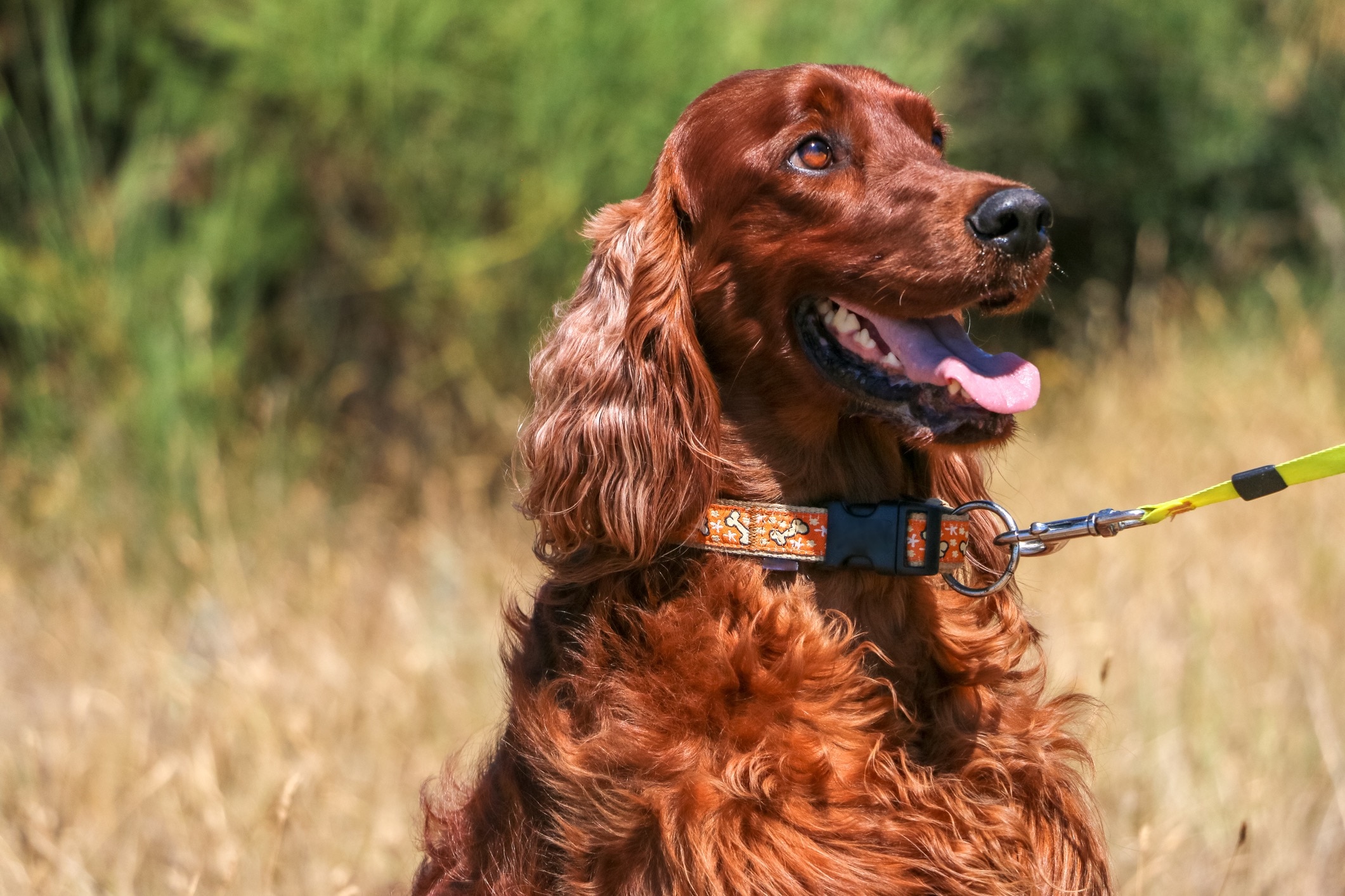 red irish setter sitting and looking up
