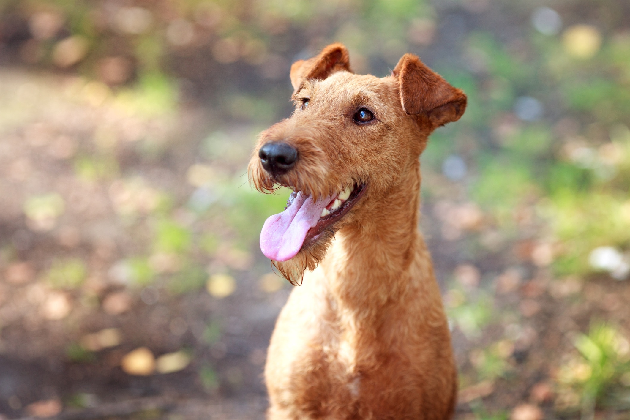 close-up of a red irish terrier smiling