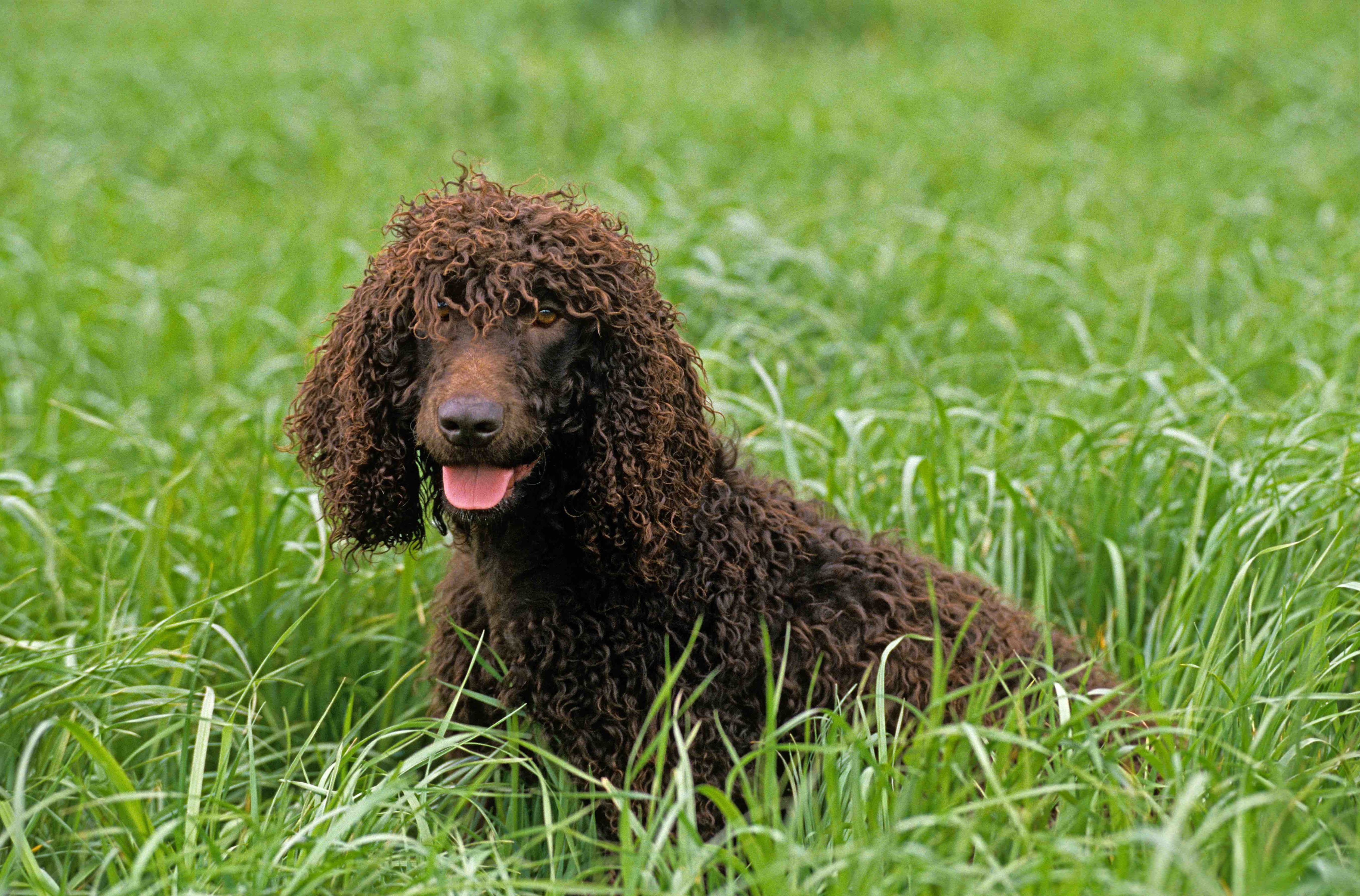 irish water spaniel lying in tall grass