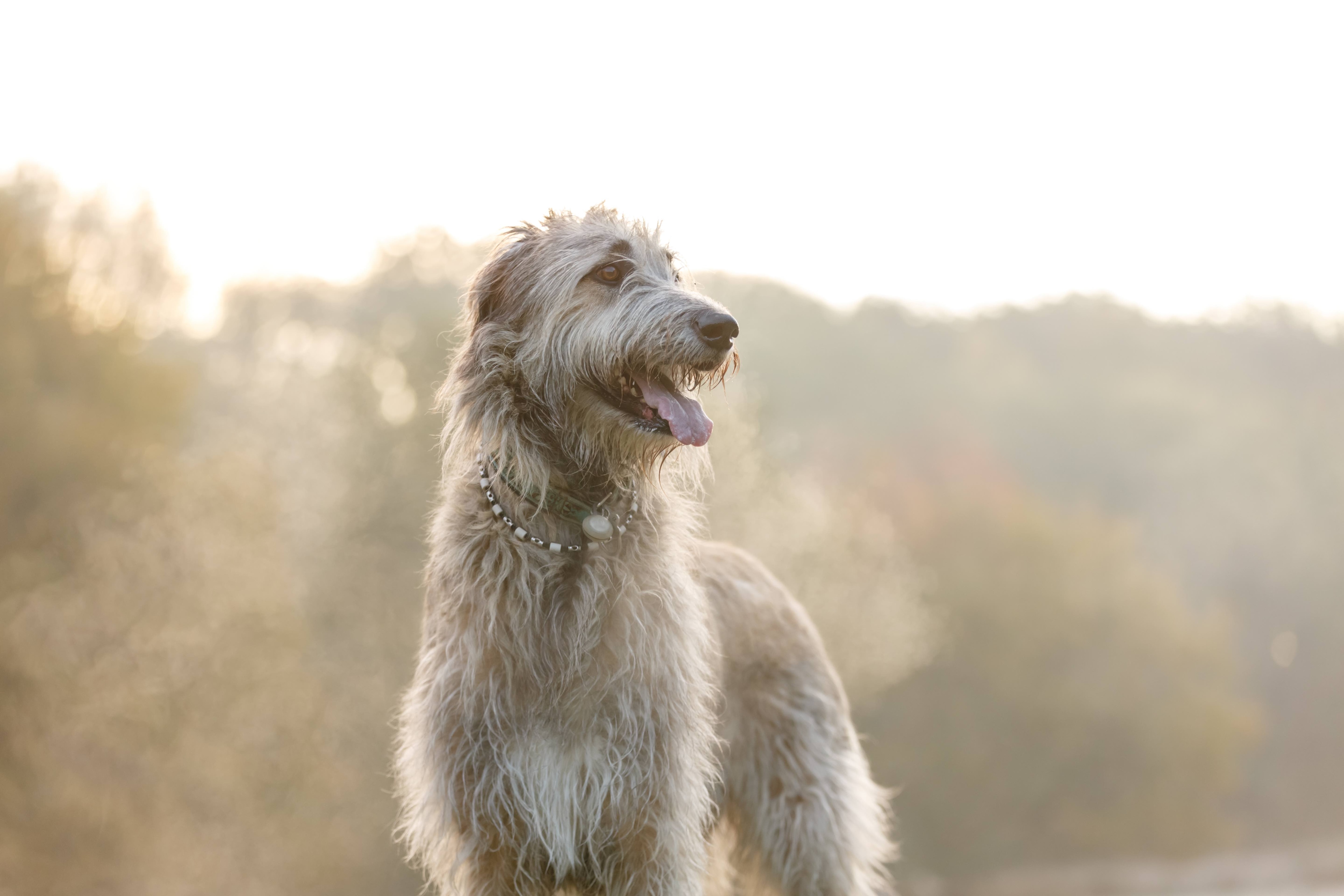 irish wolfhound standing in a misty morning field
