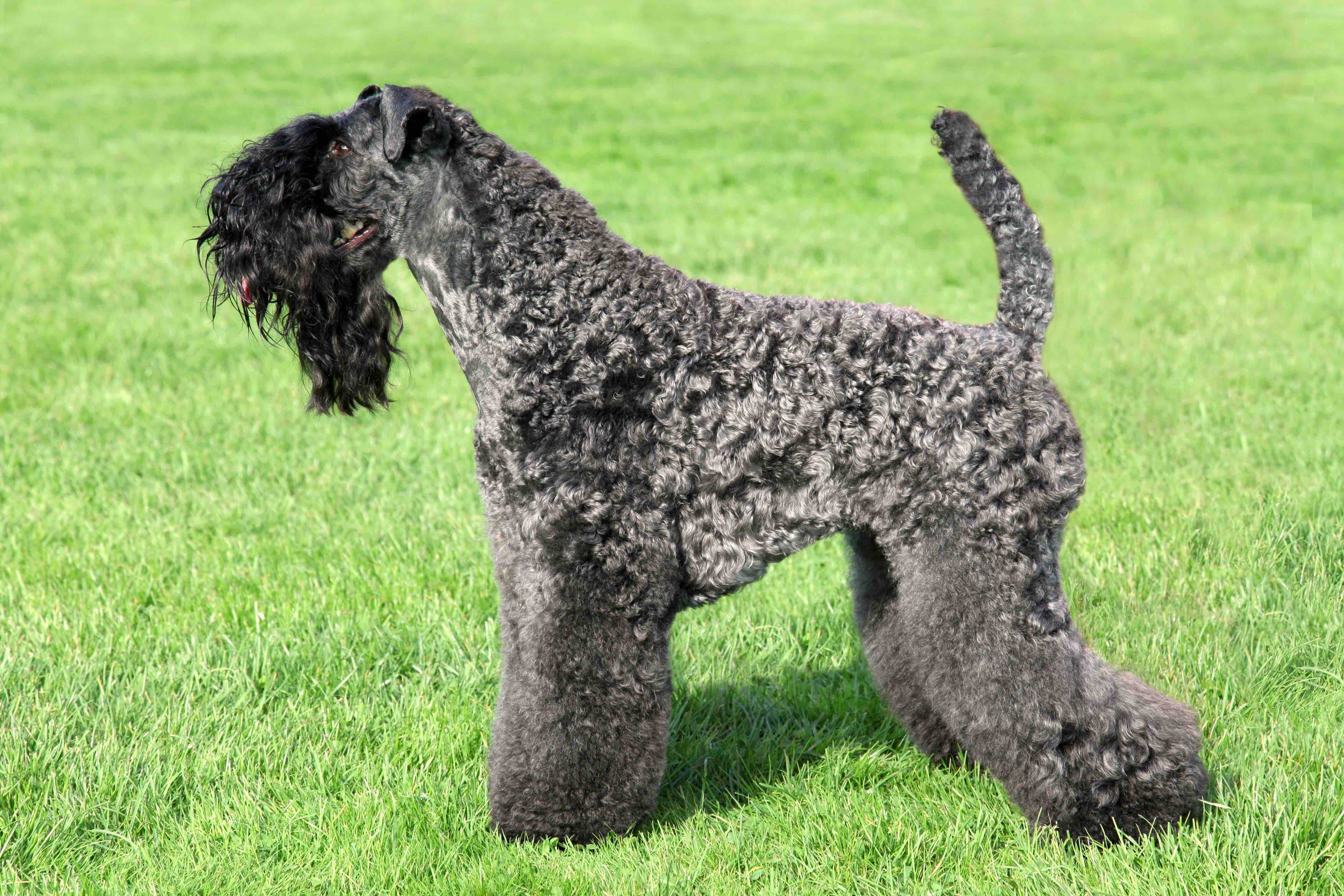 kerry blue terrier standing profile in grass