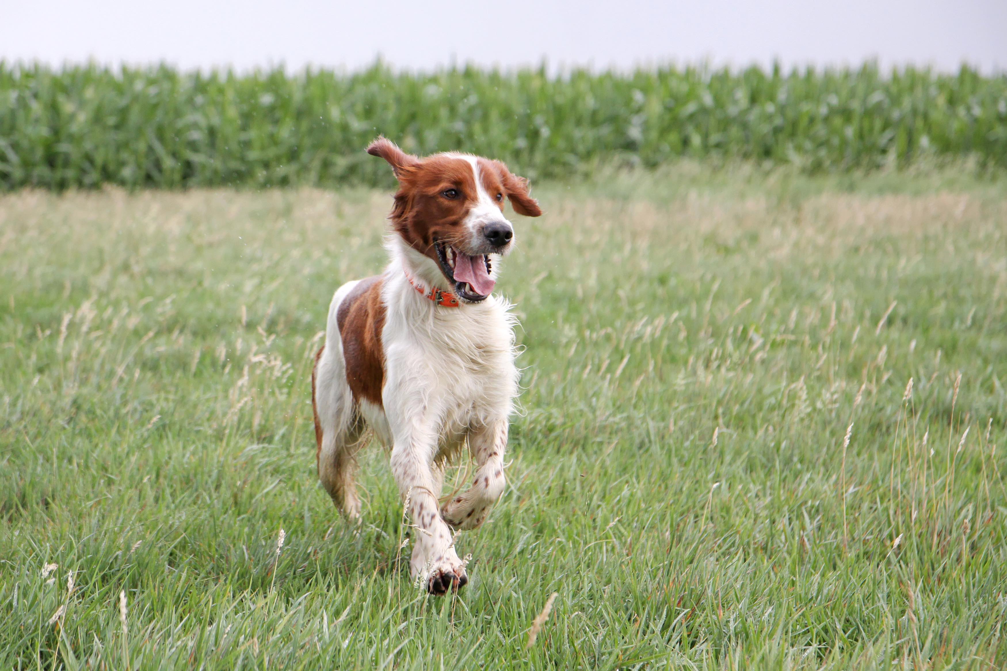 irish red and white setter running through grass