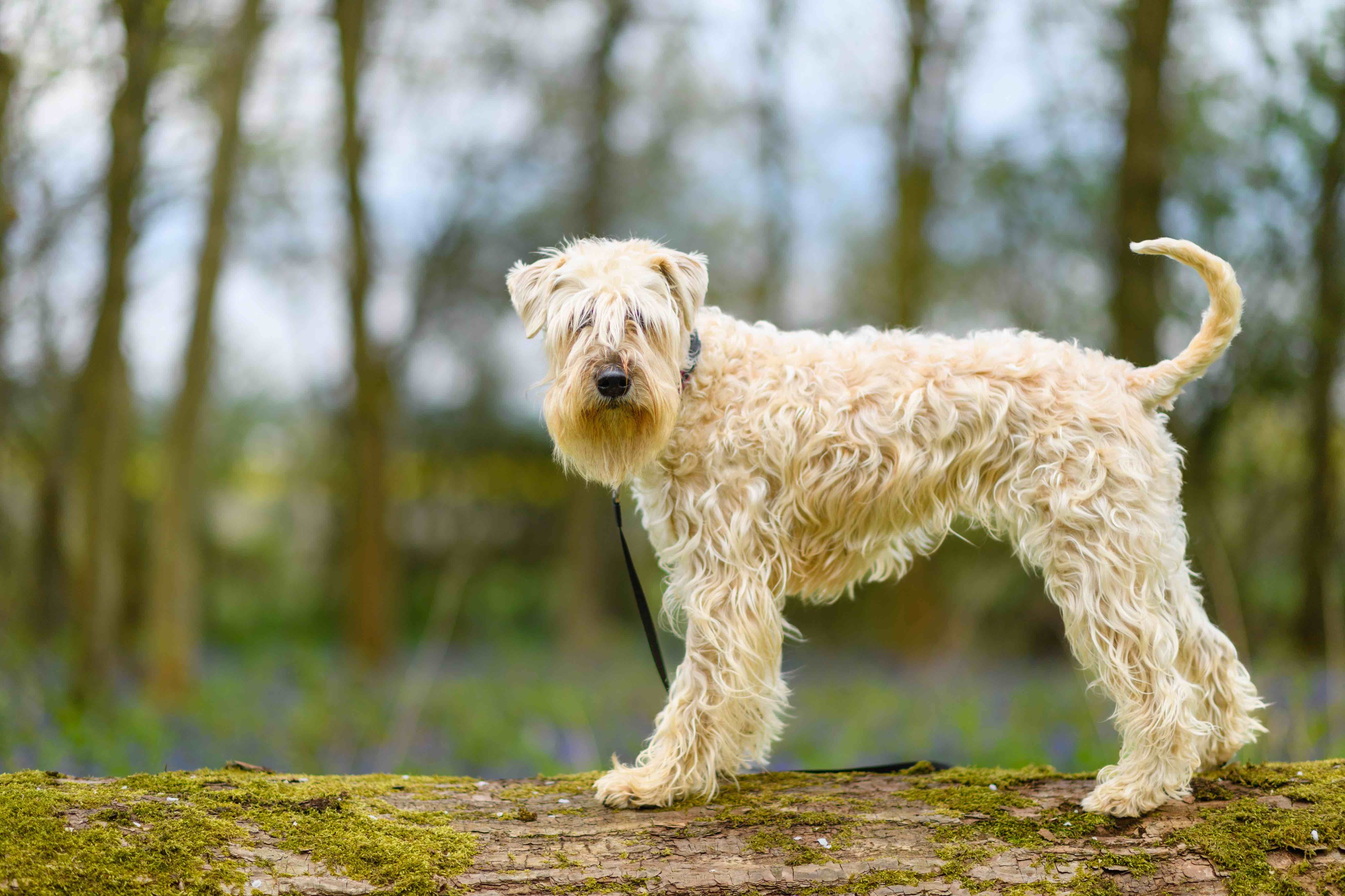 soft coated wheaten terrier standing on a log