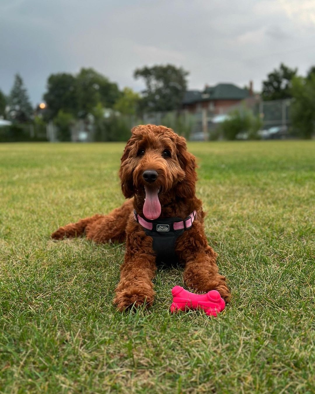 Mini irish sale setter doodle