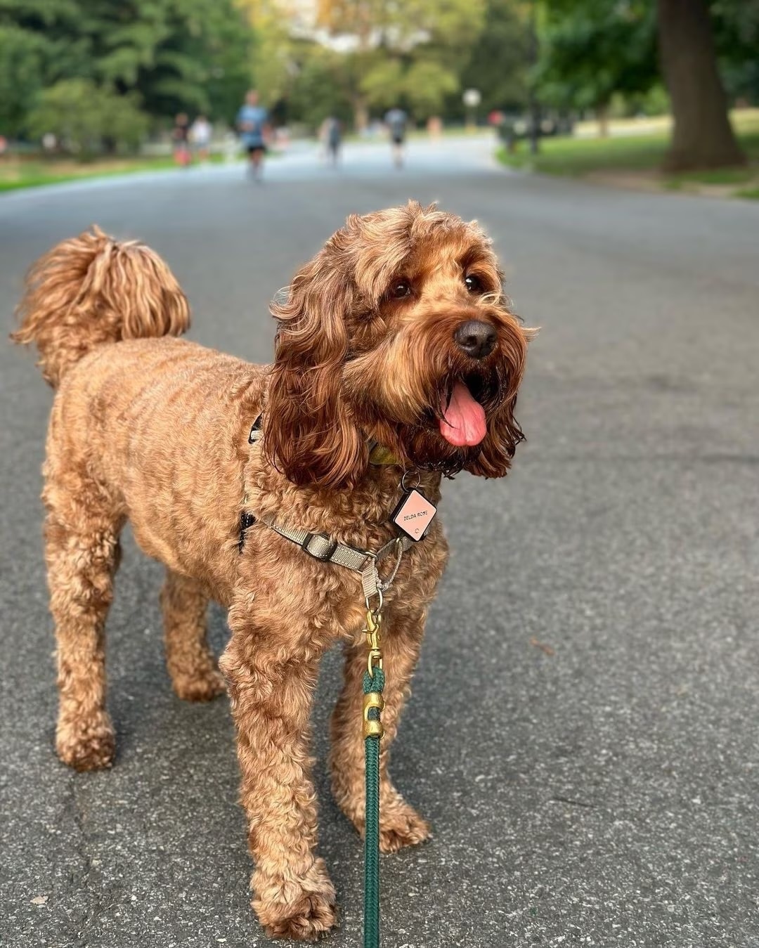 irish doodle on a walk