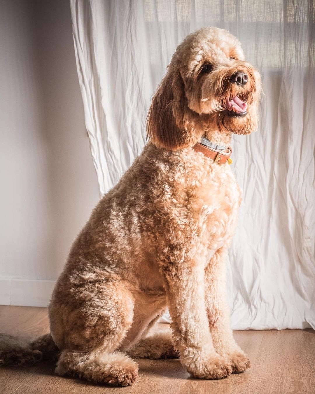 irish doodle sitting in front of curtains