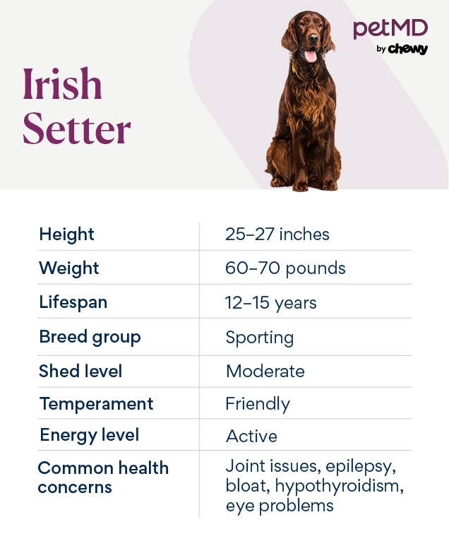 chart depicting an irish setter's breed characteristics