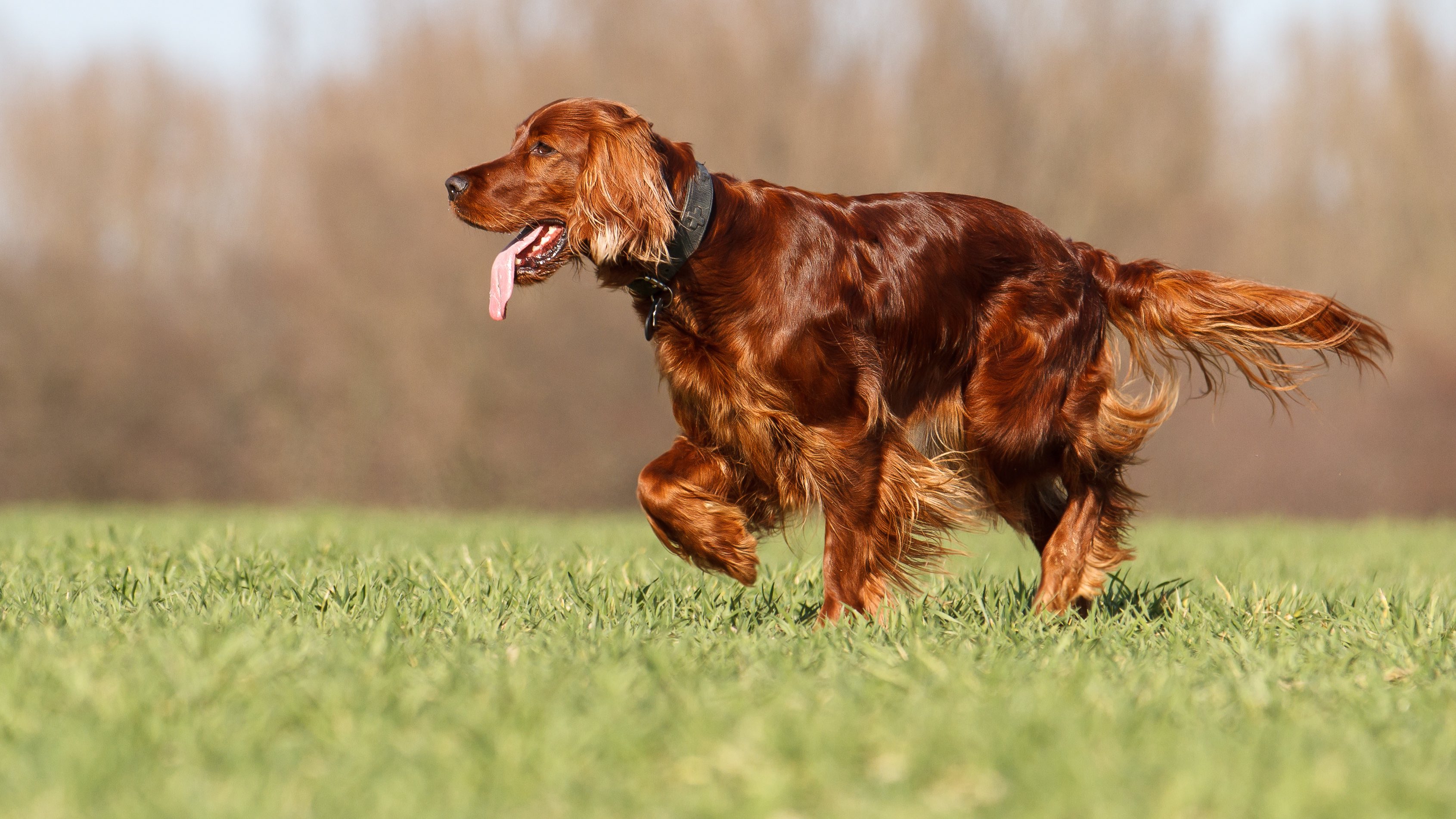 Sugar stop 2024 irish setters