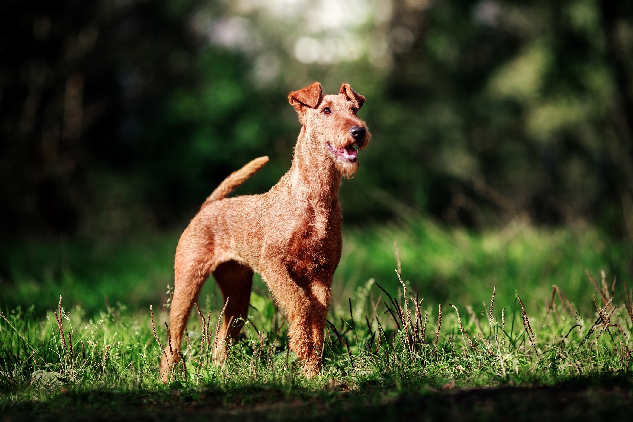 Red Irish Terrier marchant à travers la forêt verte