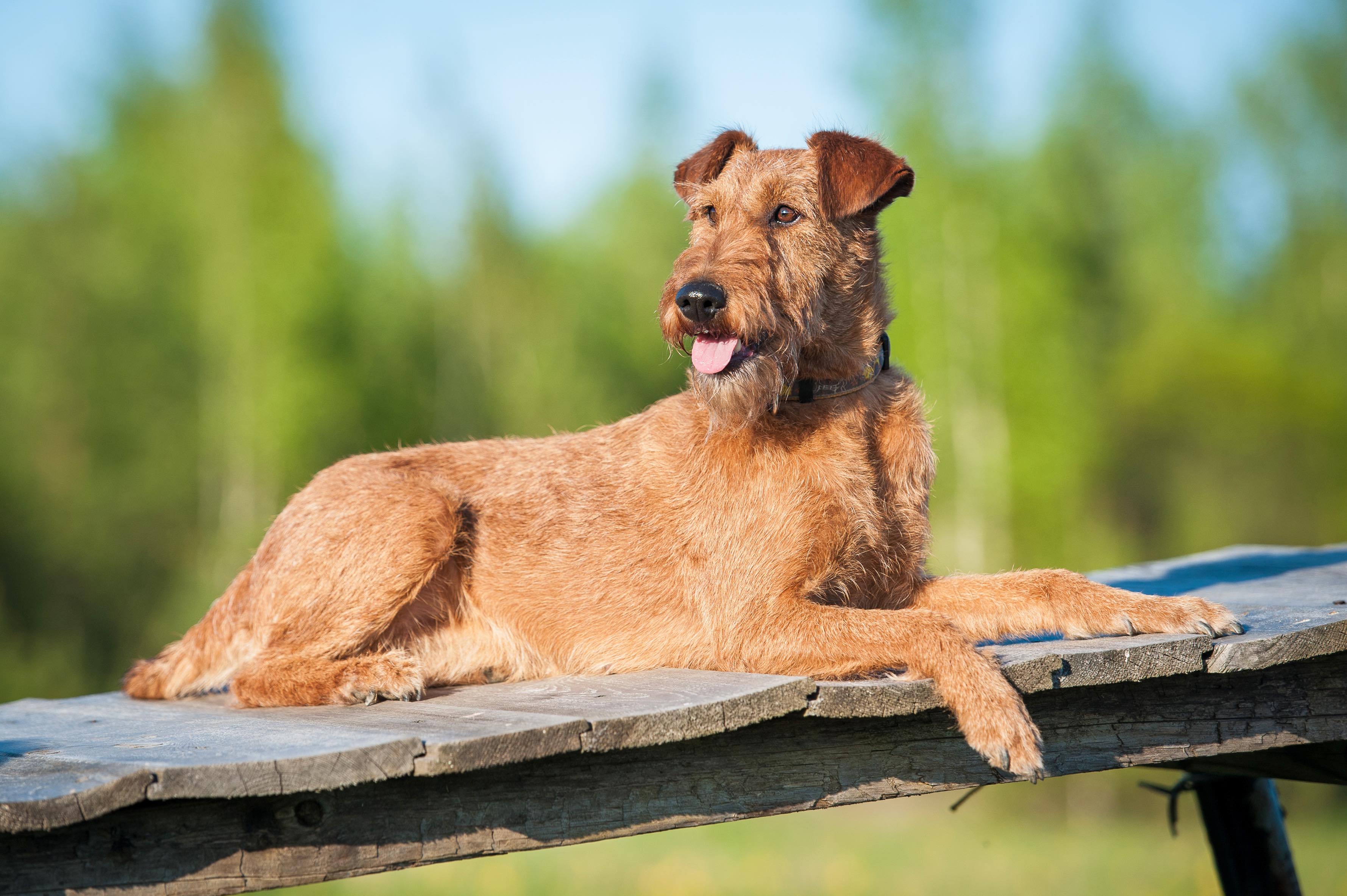 Irish Terrier allongé sur une table boisée