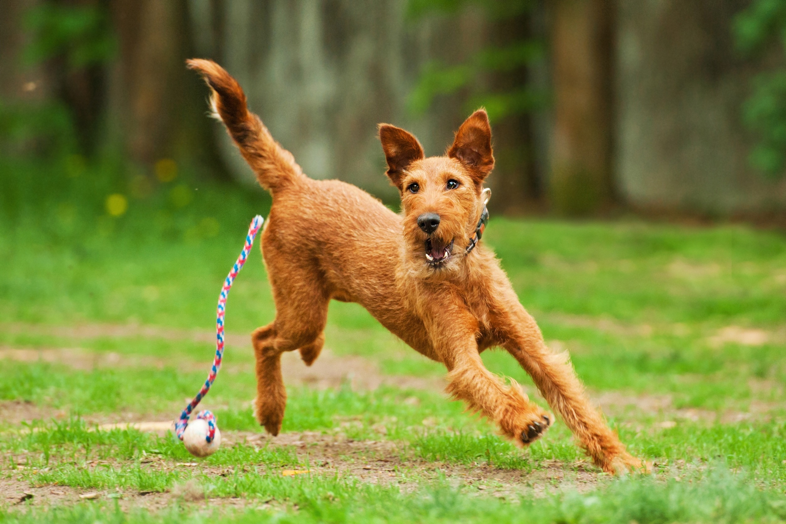 irish terrier chasing a toy