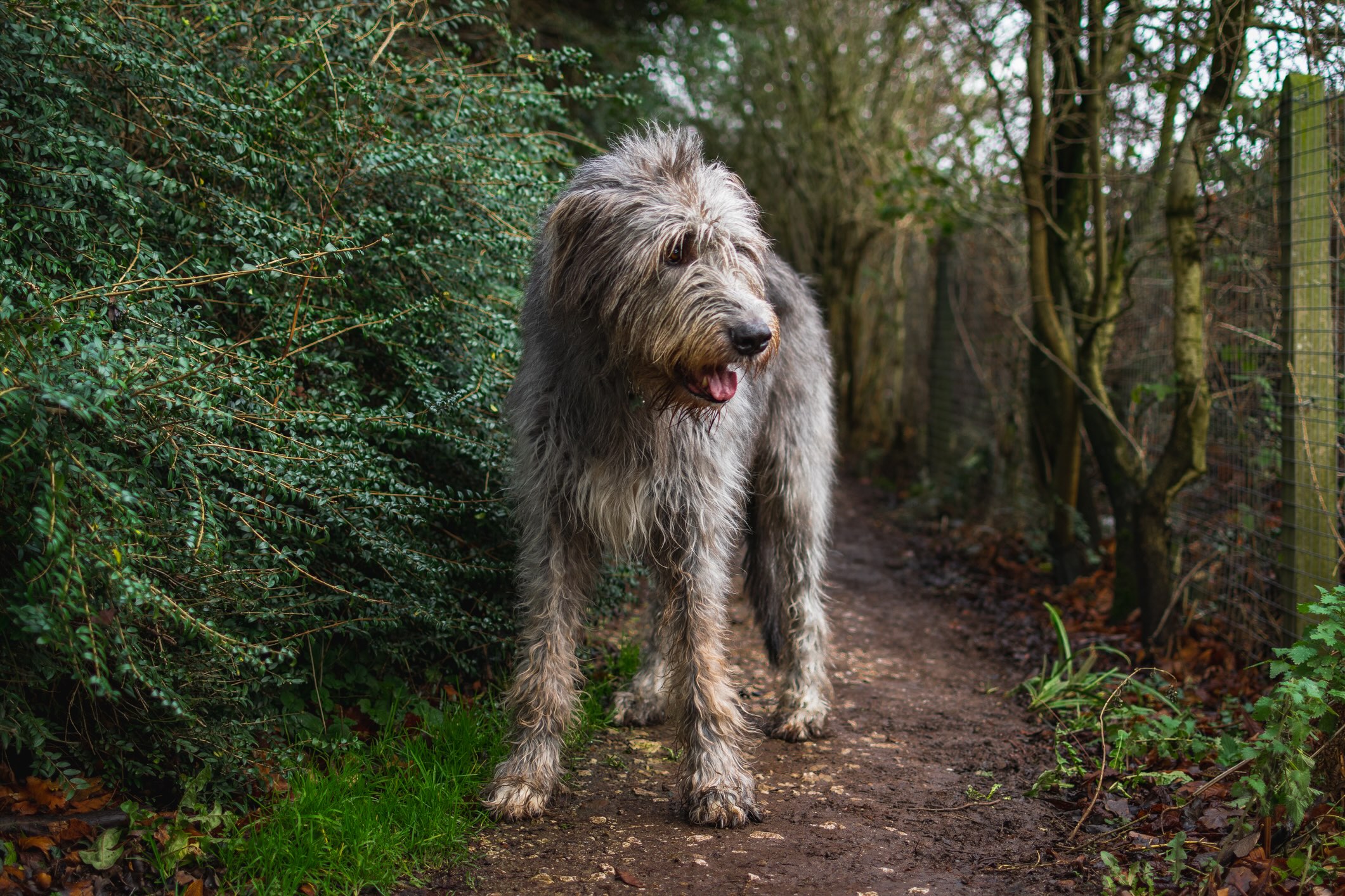 gray shaggy irish wolfhound standing on a walking path outside