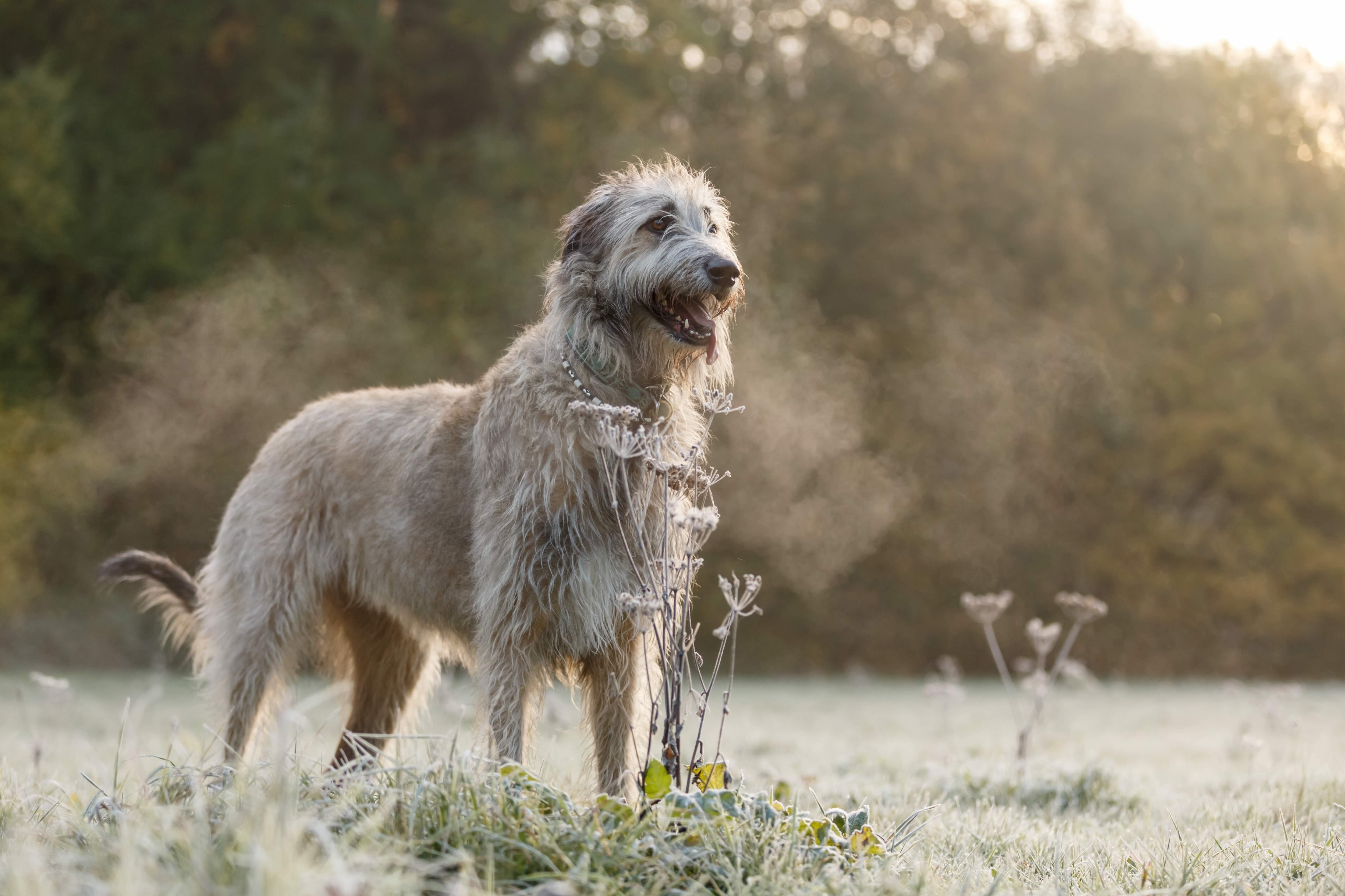 gray irish wolfhound standing outside on a foggy morning