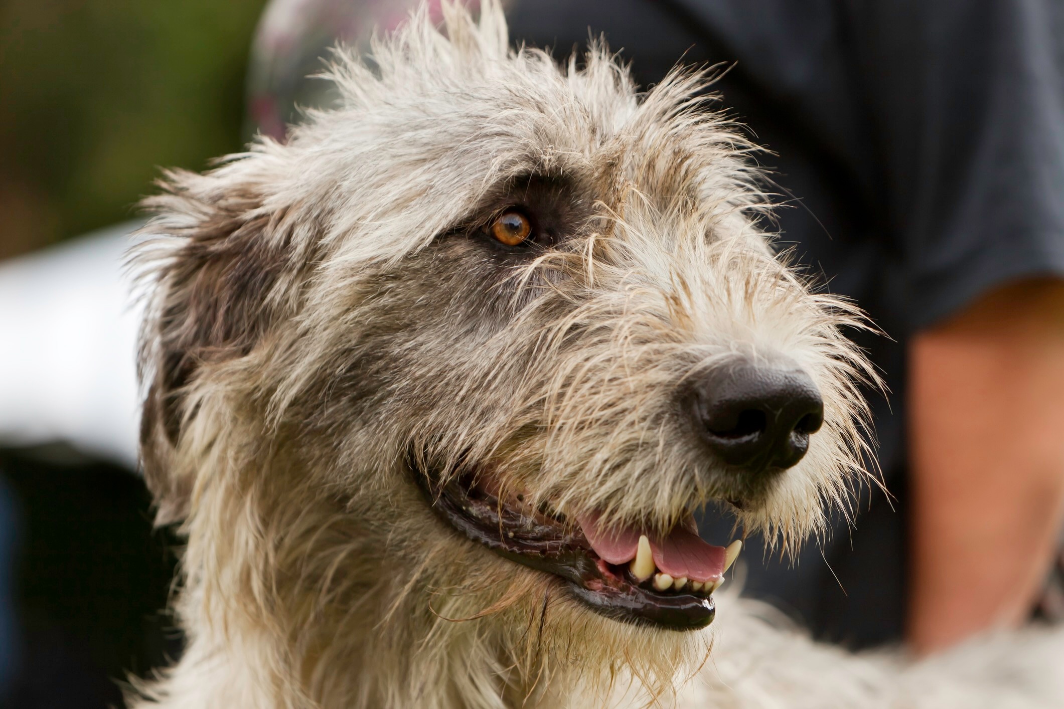 close-up of an irish wolfhound's face