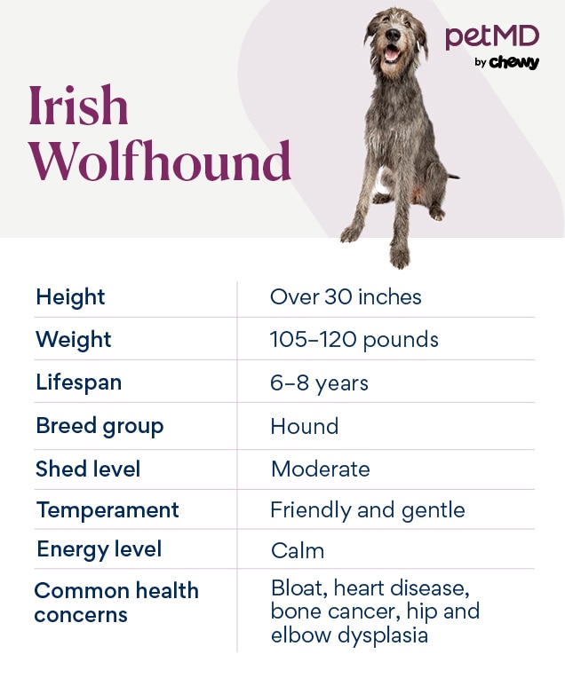 chart depicting an irish wolfhound's breed characteristics