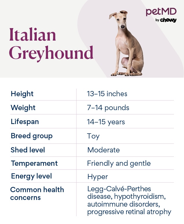 Shops mini italian greyhound price