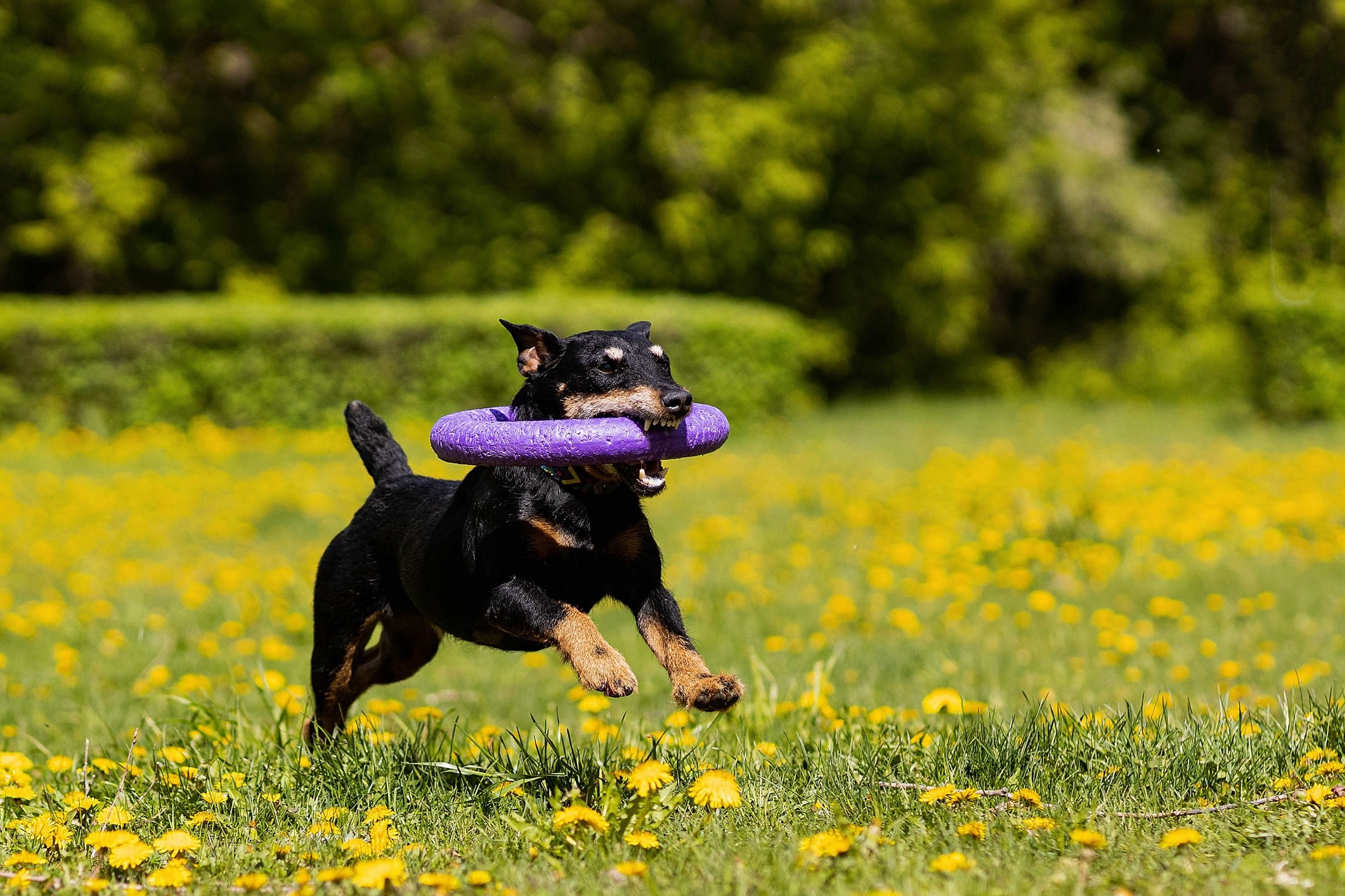 jagdterrier running through grass with a purple toy in his mouth