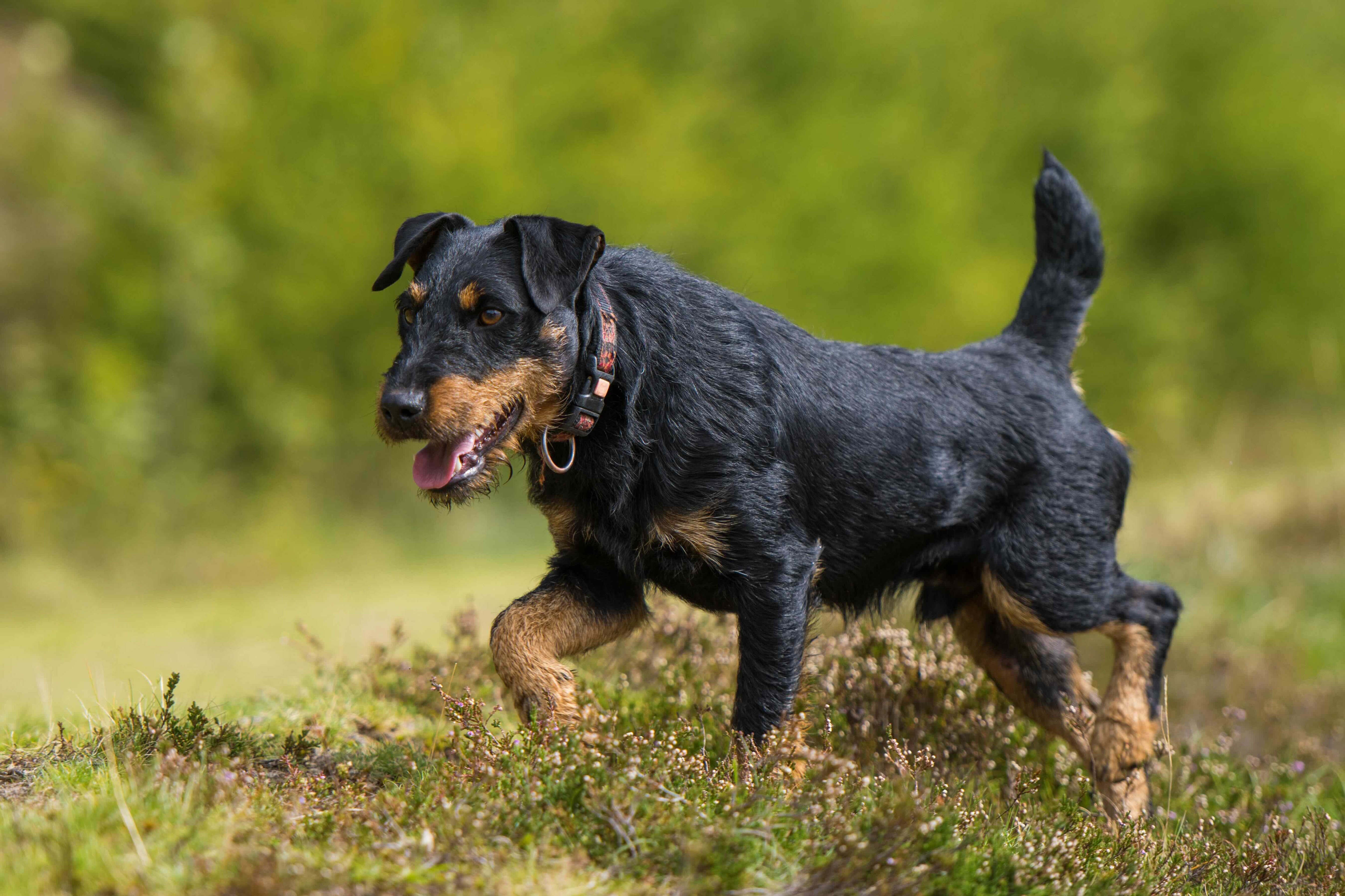 jagdterrier walking through grass