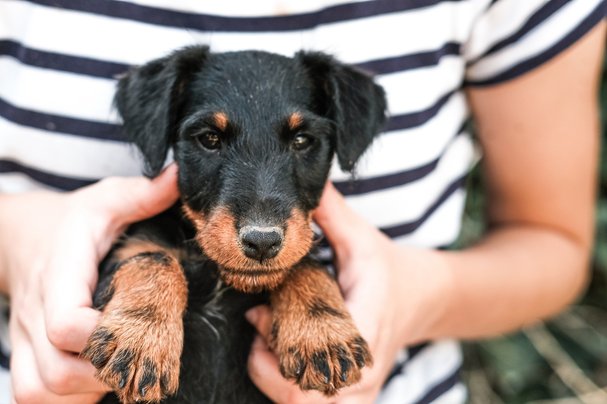 woman holding a jagdterrier puppy