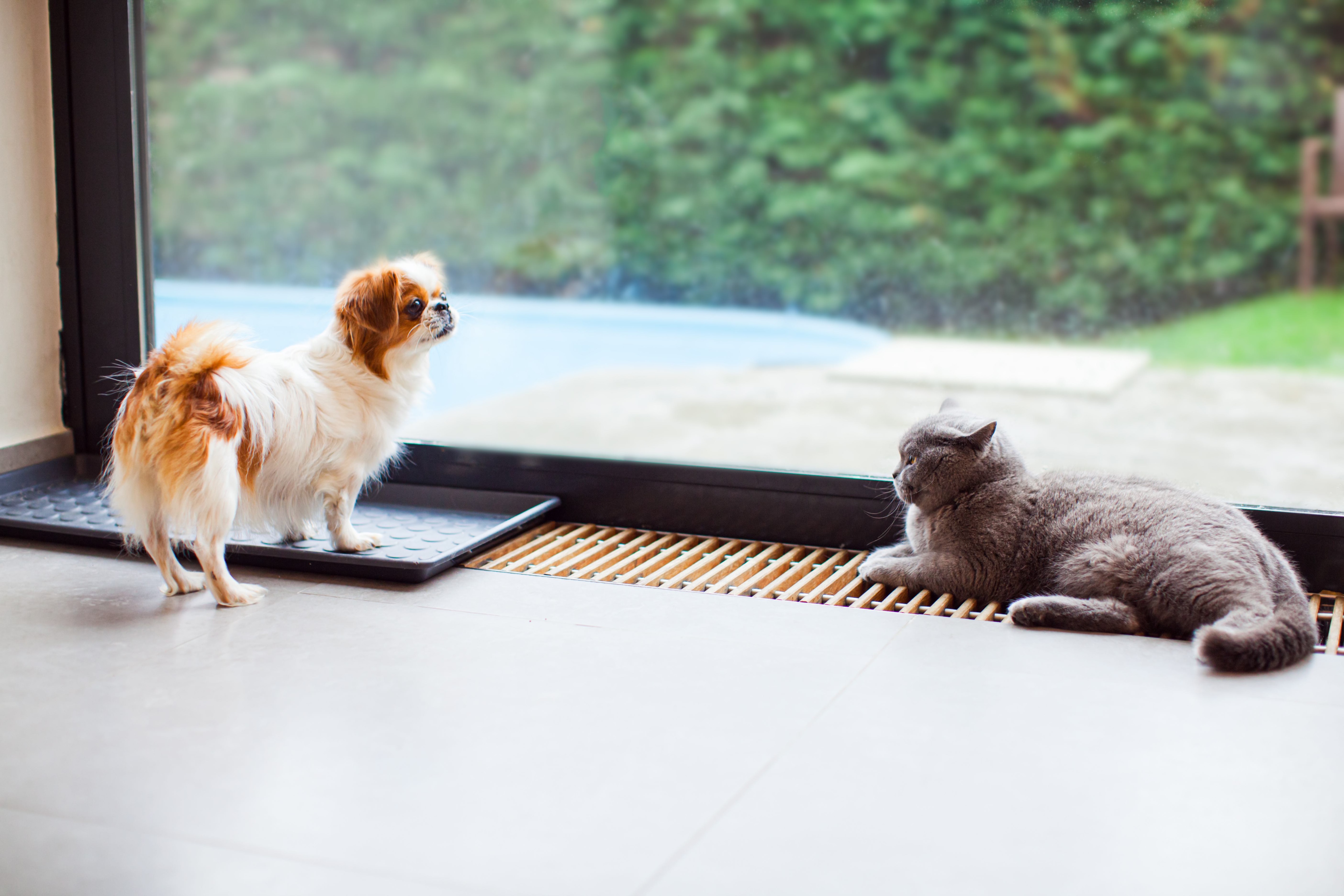 red and white japanese chin dog with a blue british shorthair cat