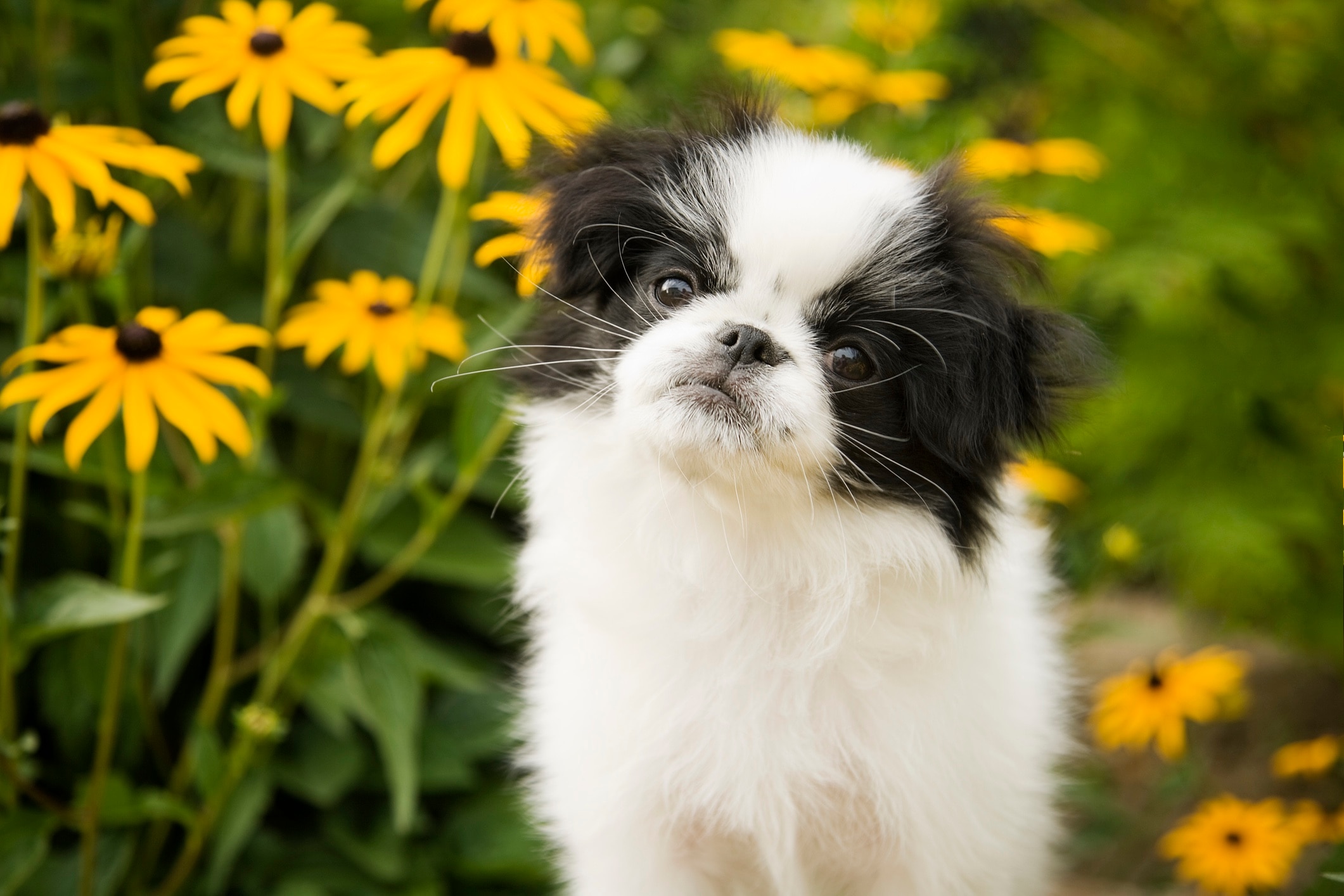black and white japanese chin puppy sitting in front of yellow flowers