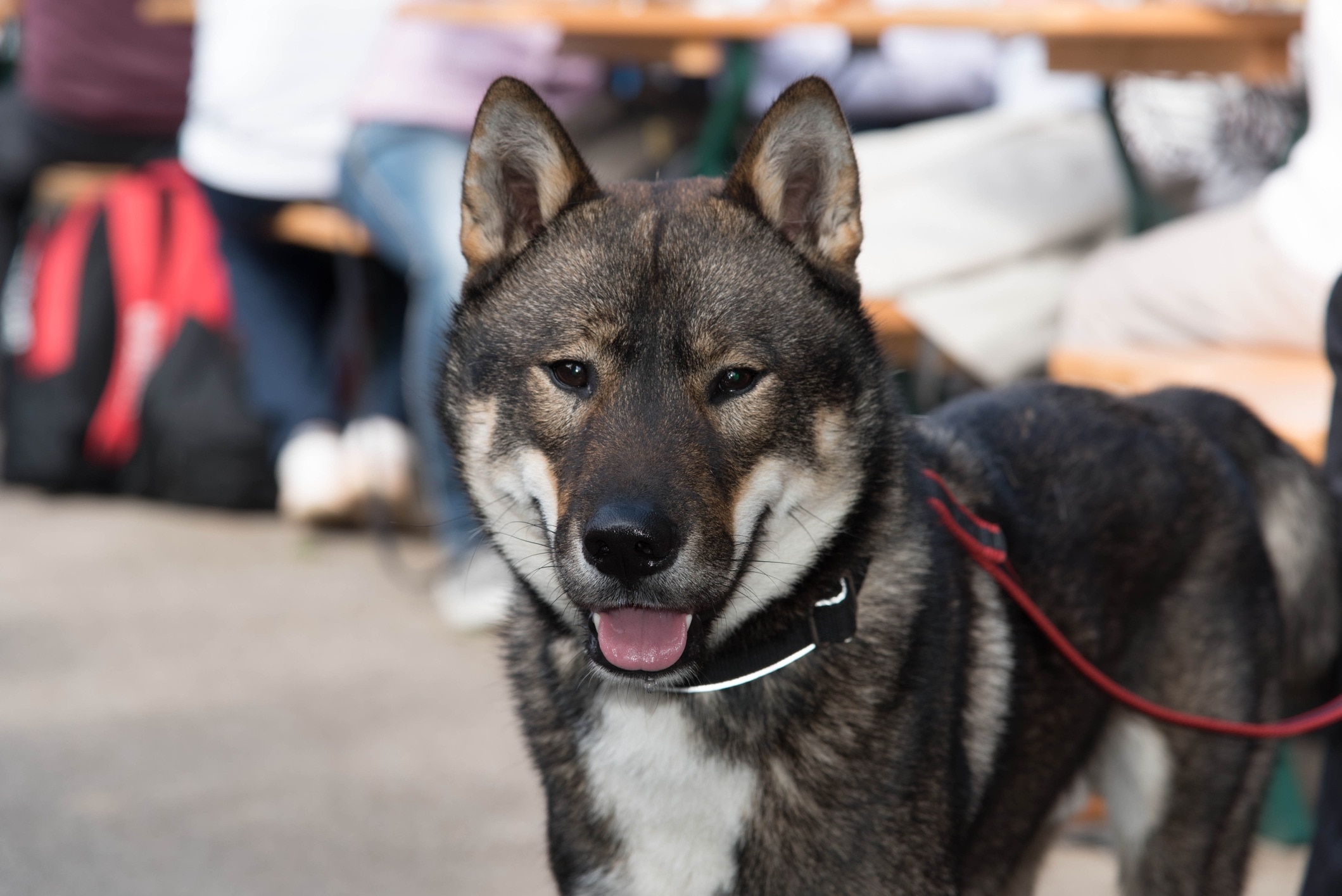 Shikoku dog breed on a leash