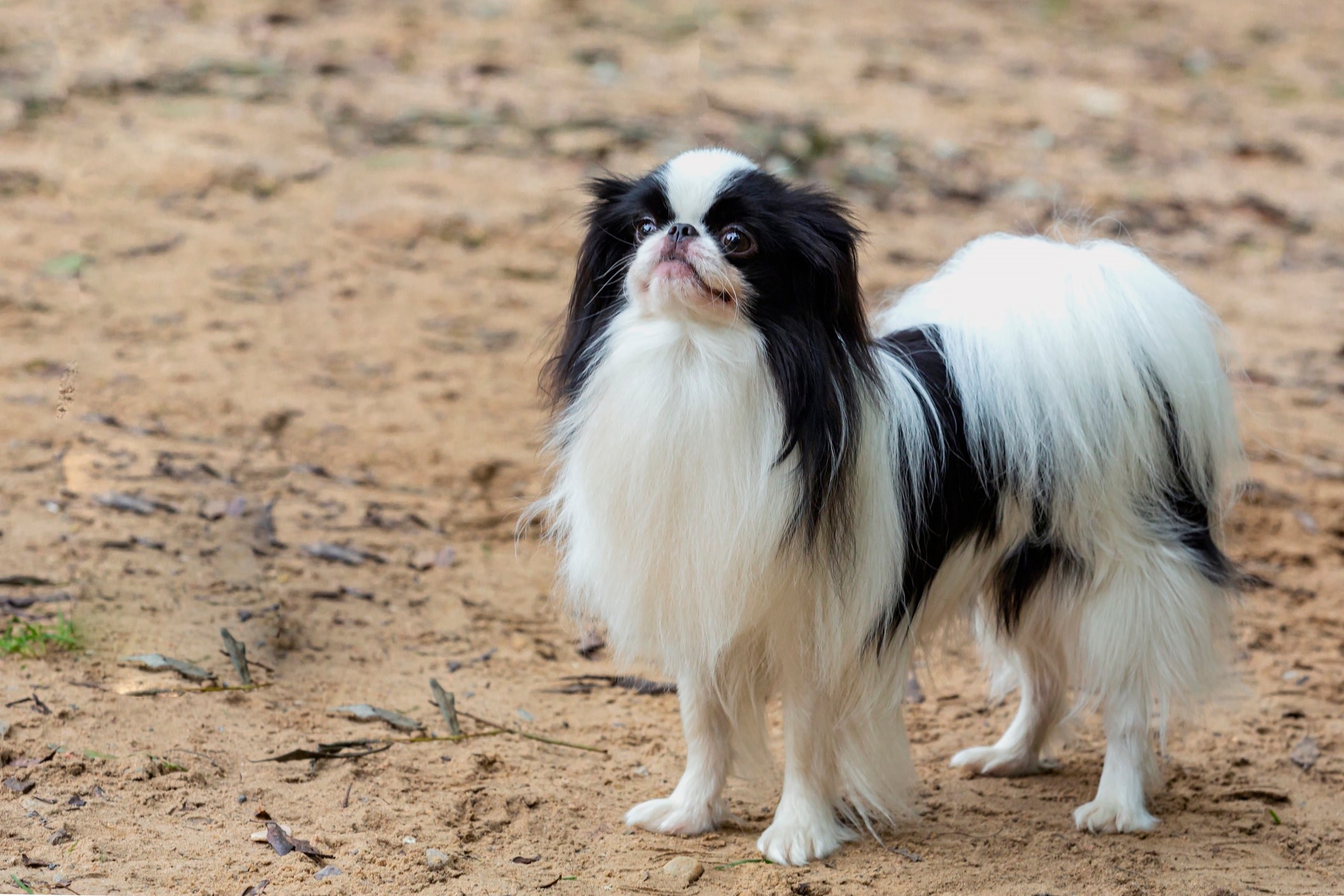 black and white japanese chin standing on dirt