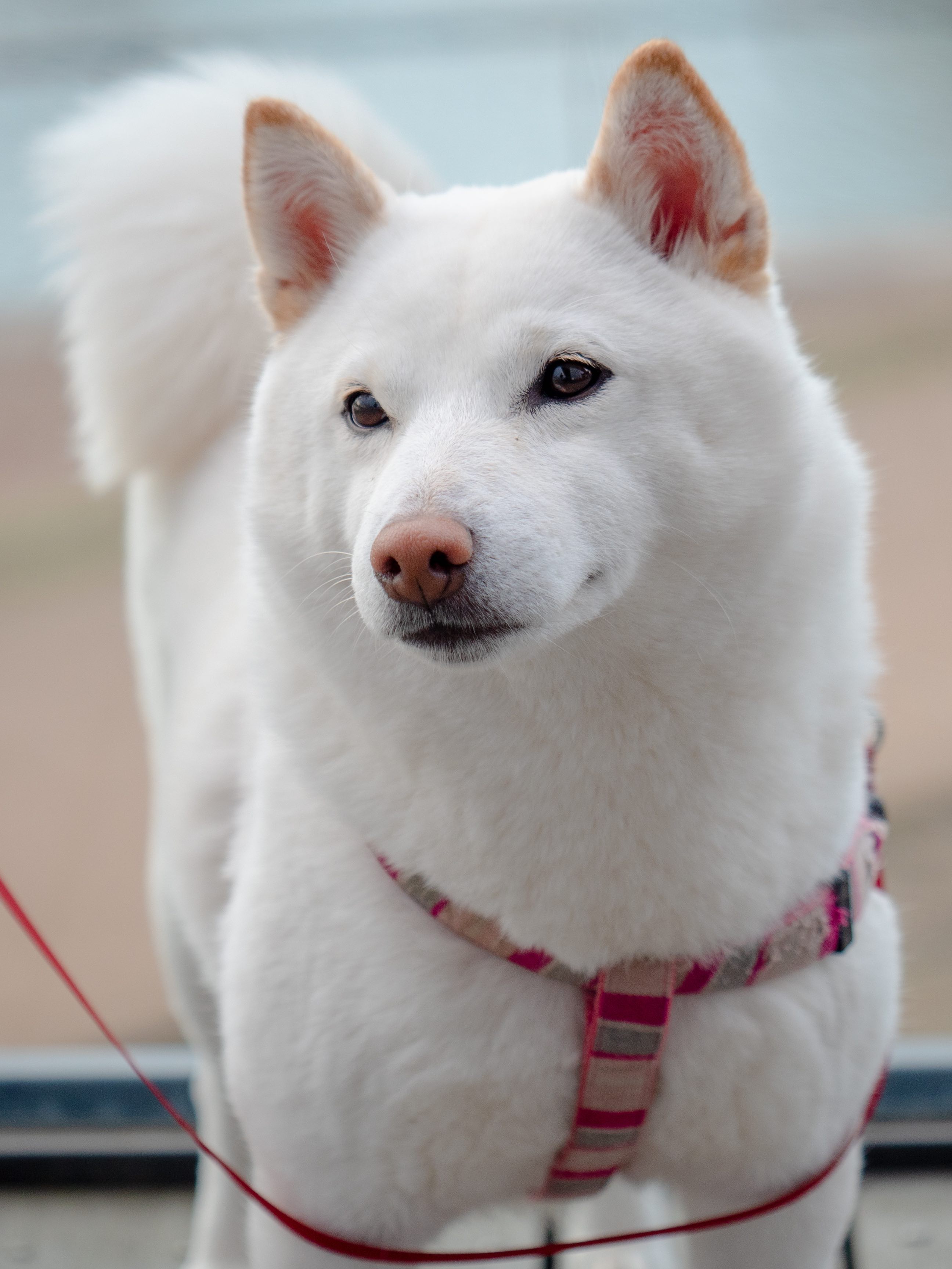 white kishu ken dog on a harness