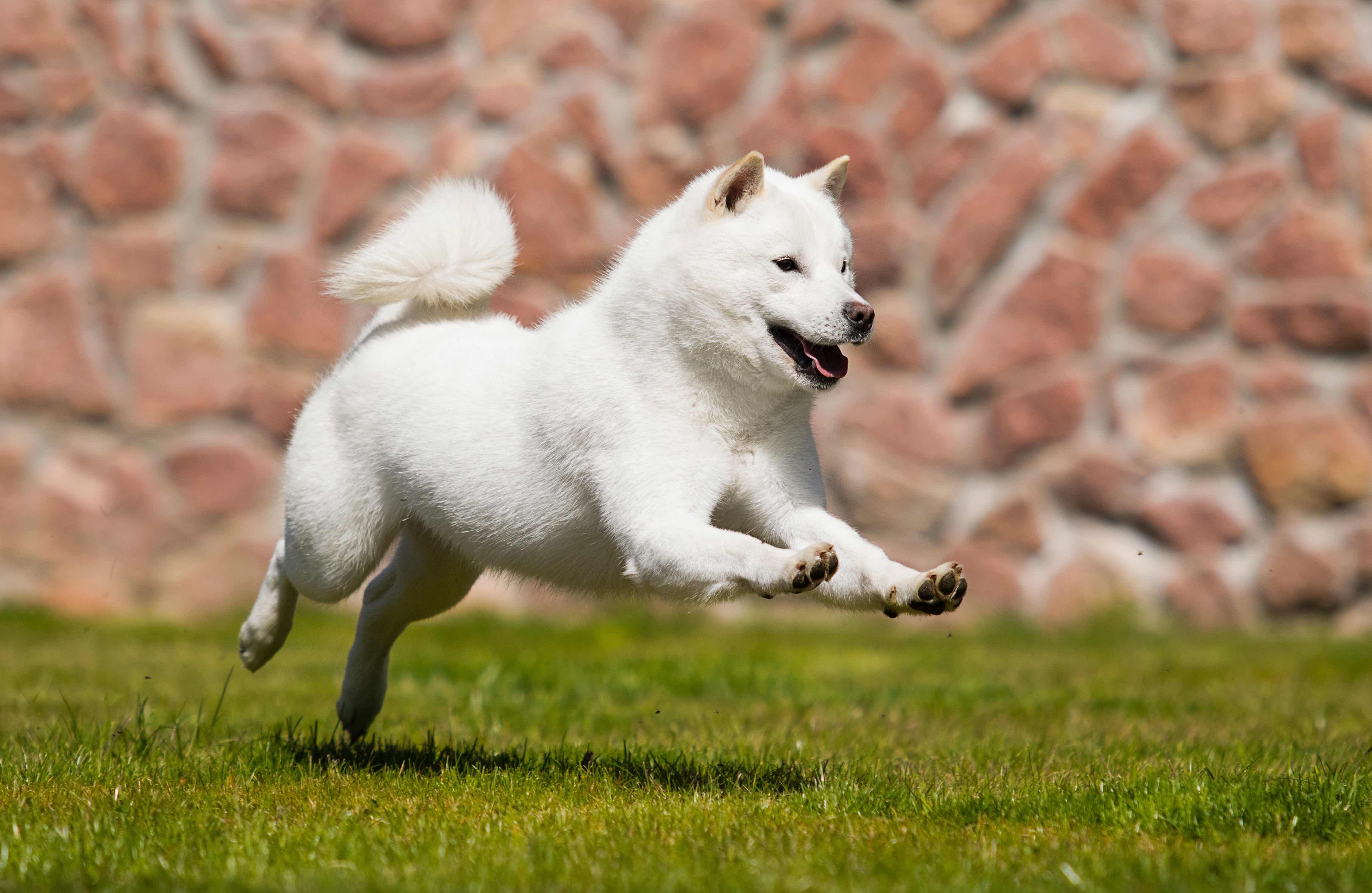 white Hokkaido dog running