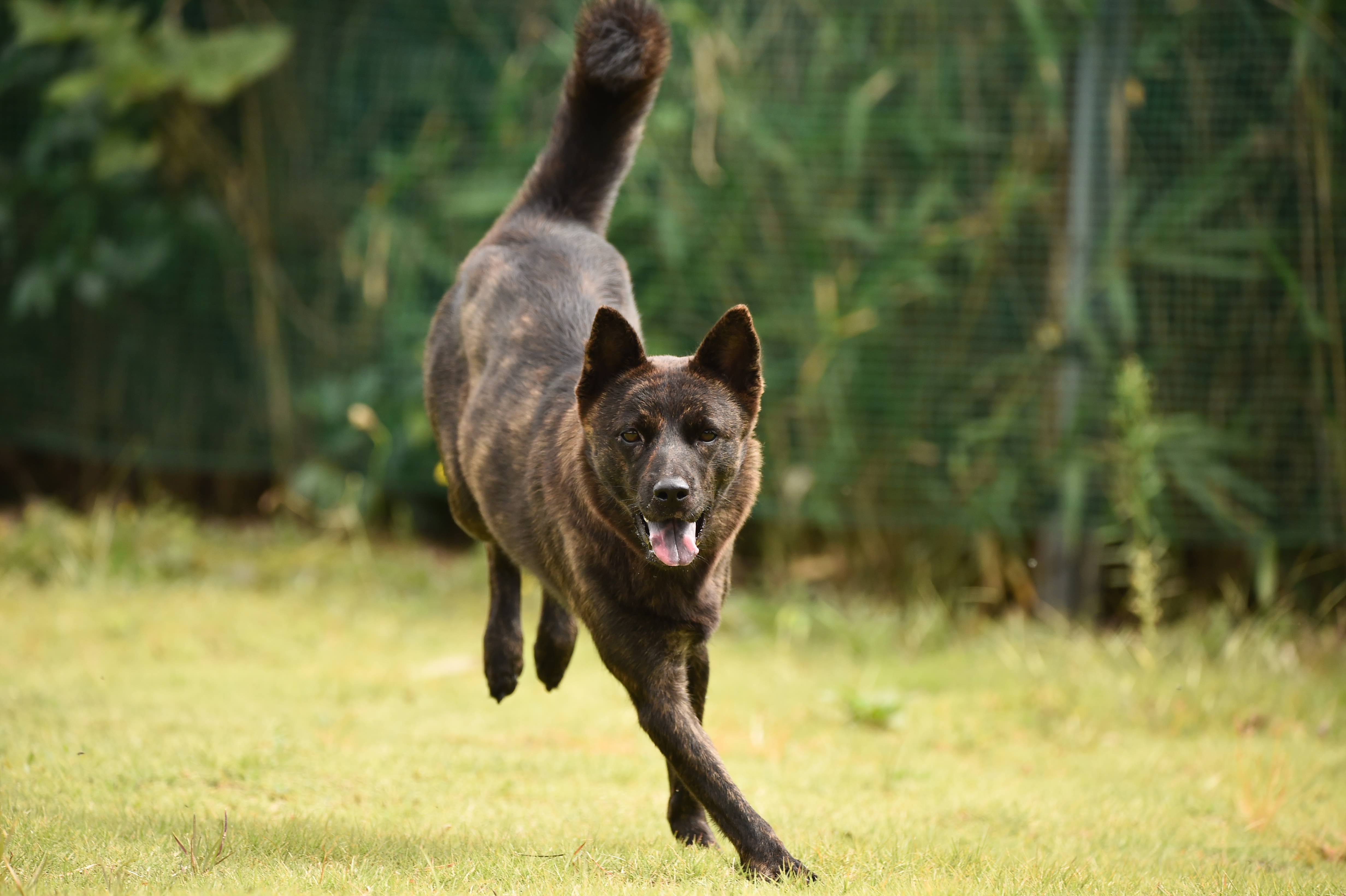 brindle Kai Ken dog running in grass