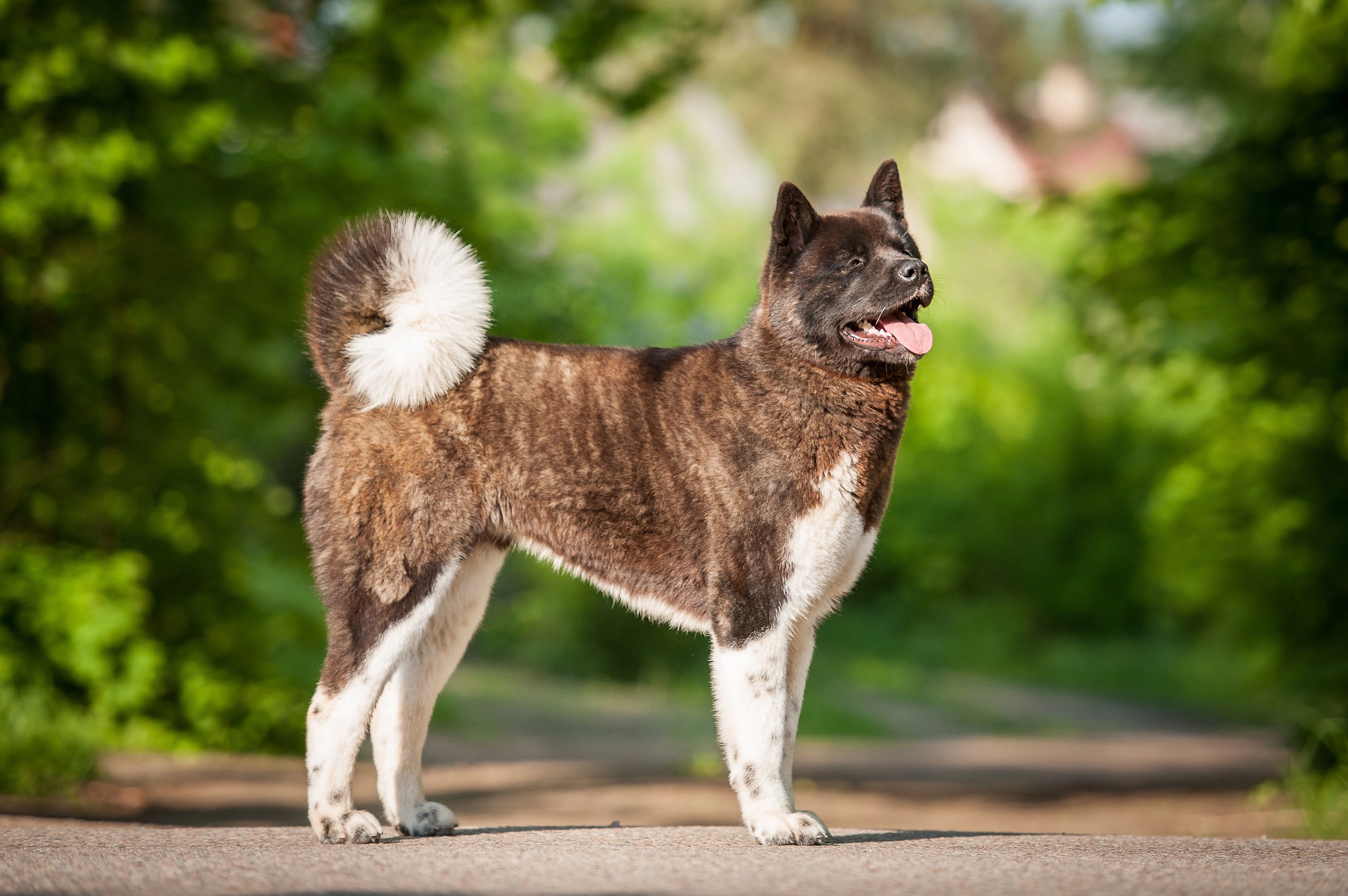 brown and white akita standing