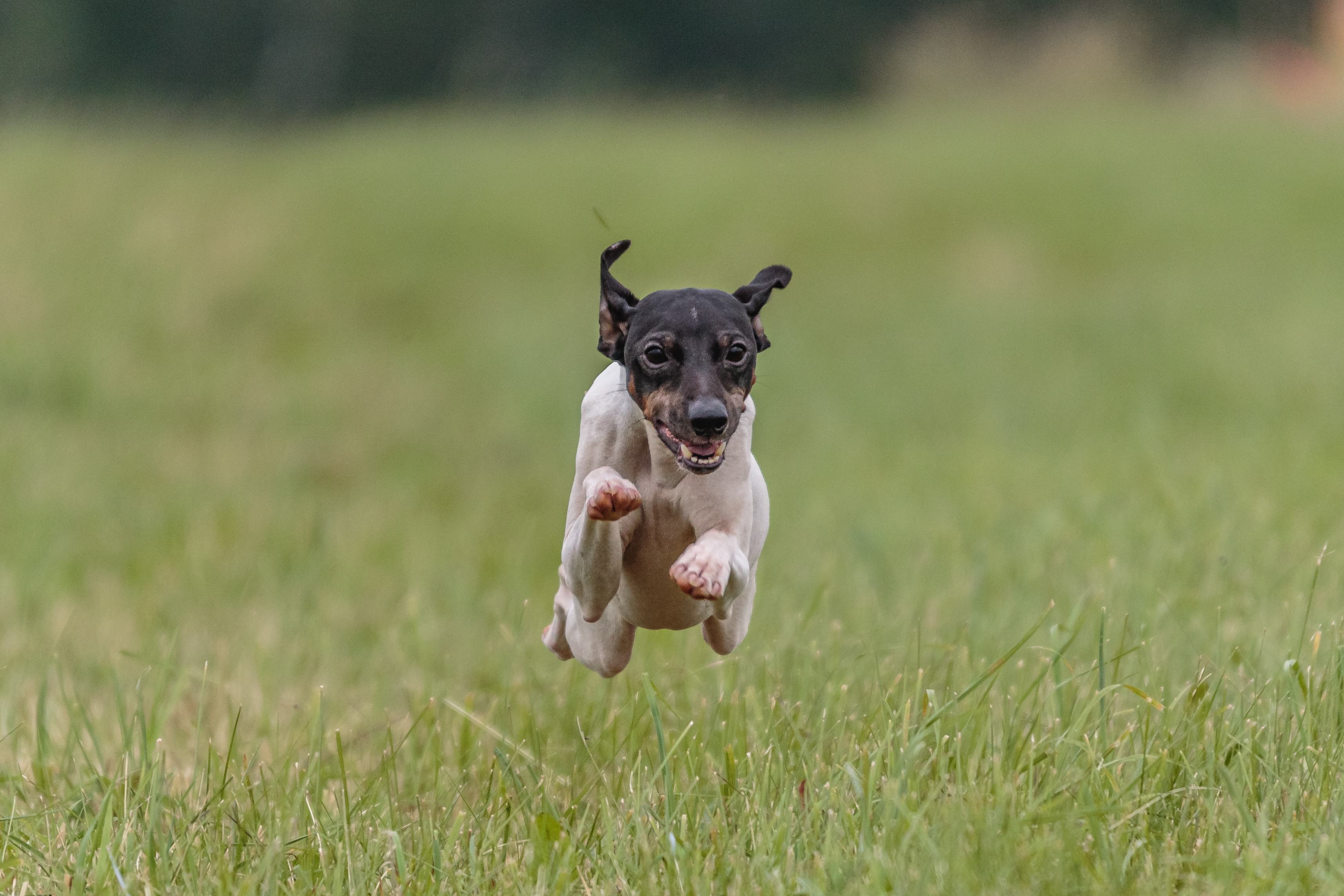 japanese terrier running 