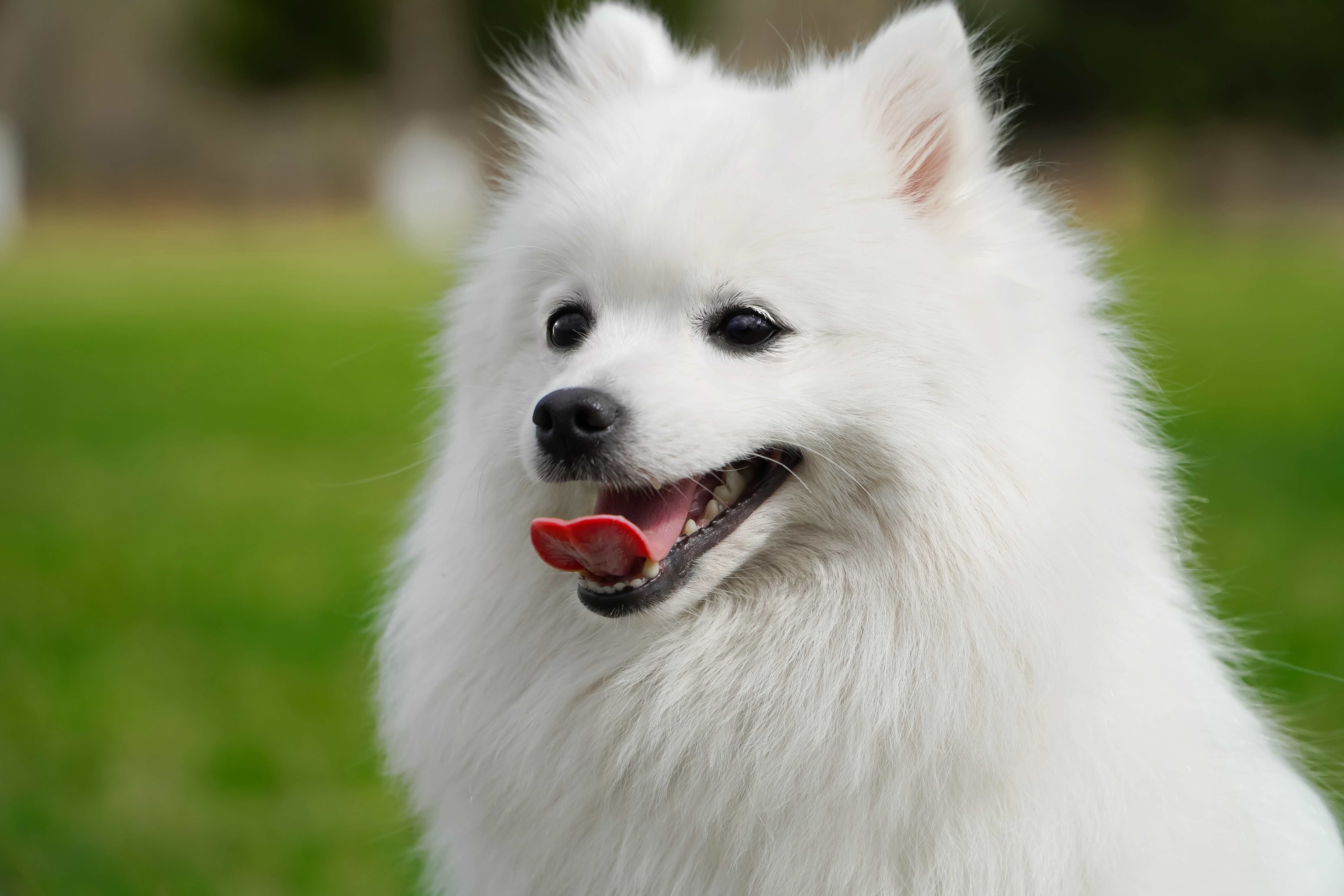 close-up of a japanese spitz's face