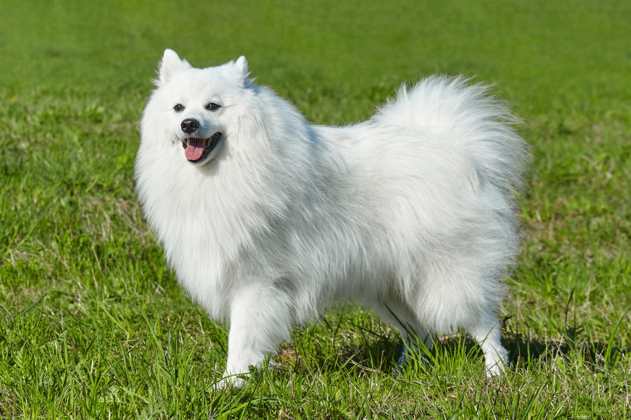 japanese spitz standing in grass