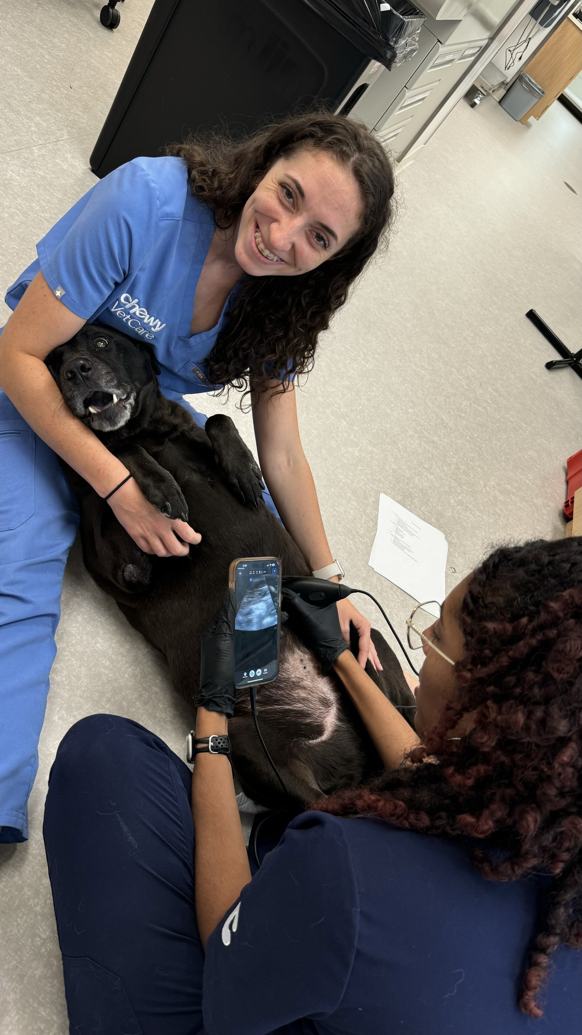 a dog lays on his back while he gets an ultrasound at a vet clinic.