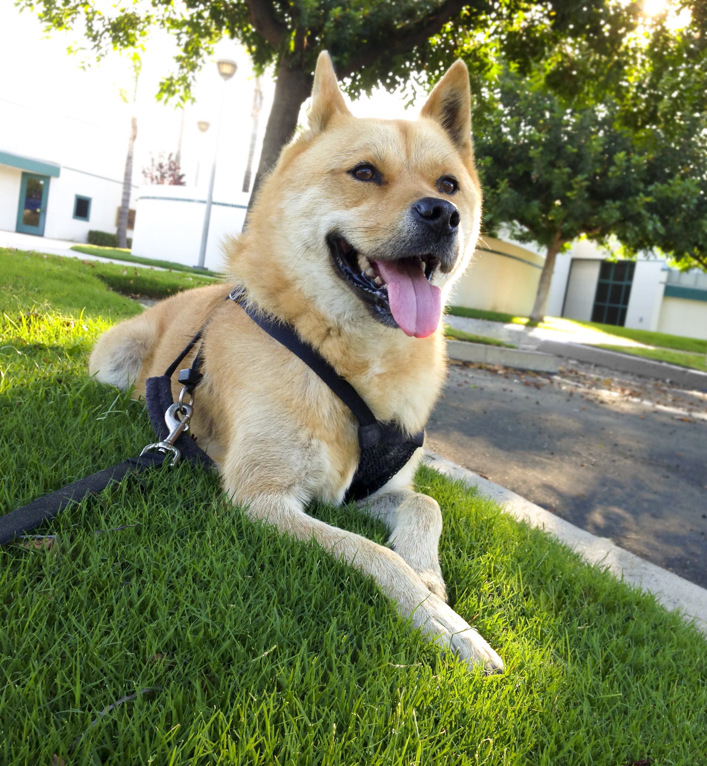 sesame jindo dog on a harness lying in grass