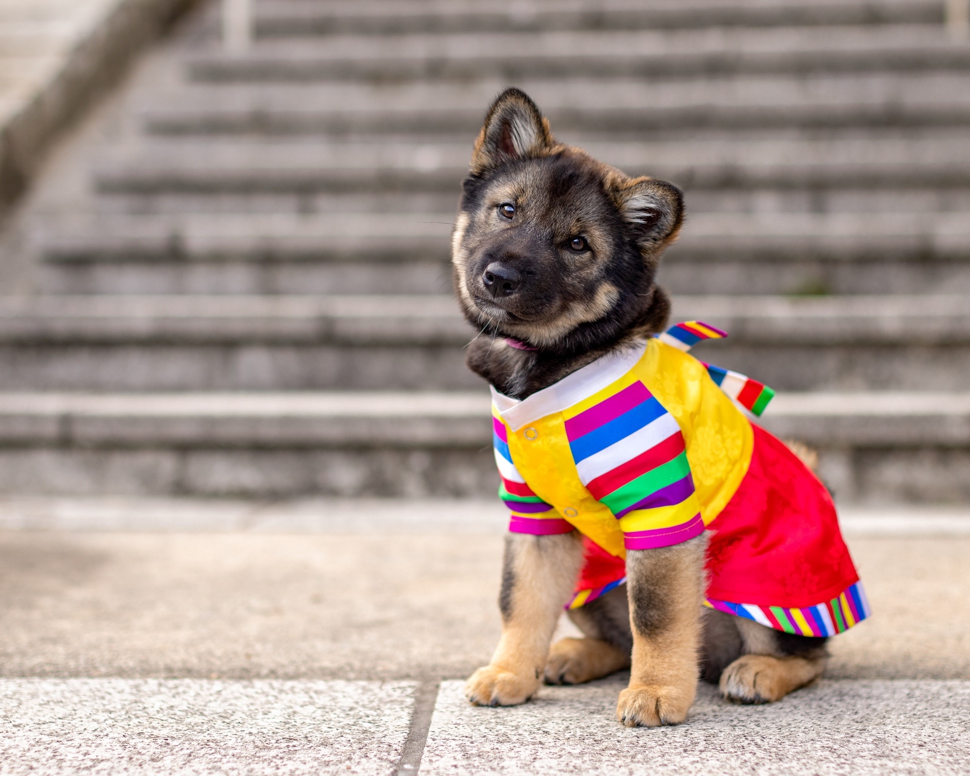 black and brown jindo puppy wearing a colorful shirt