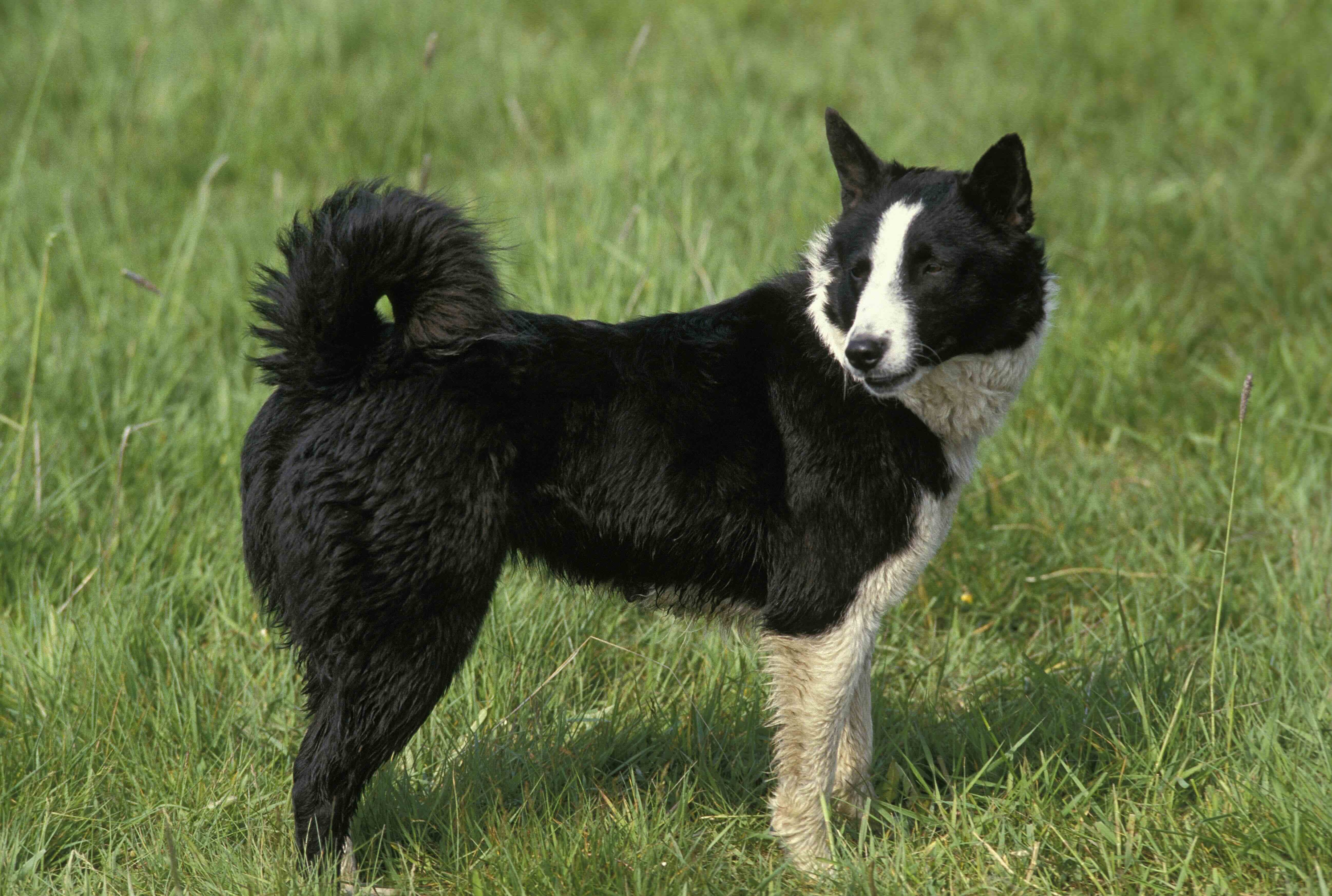 karelian bear dog standing in grass