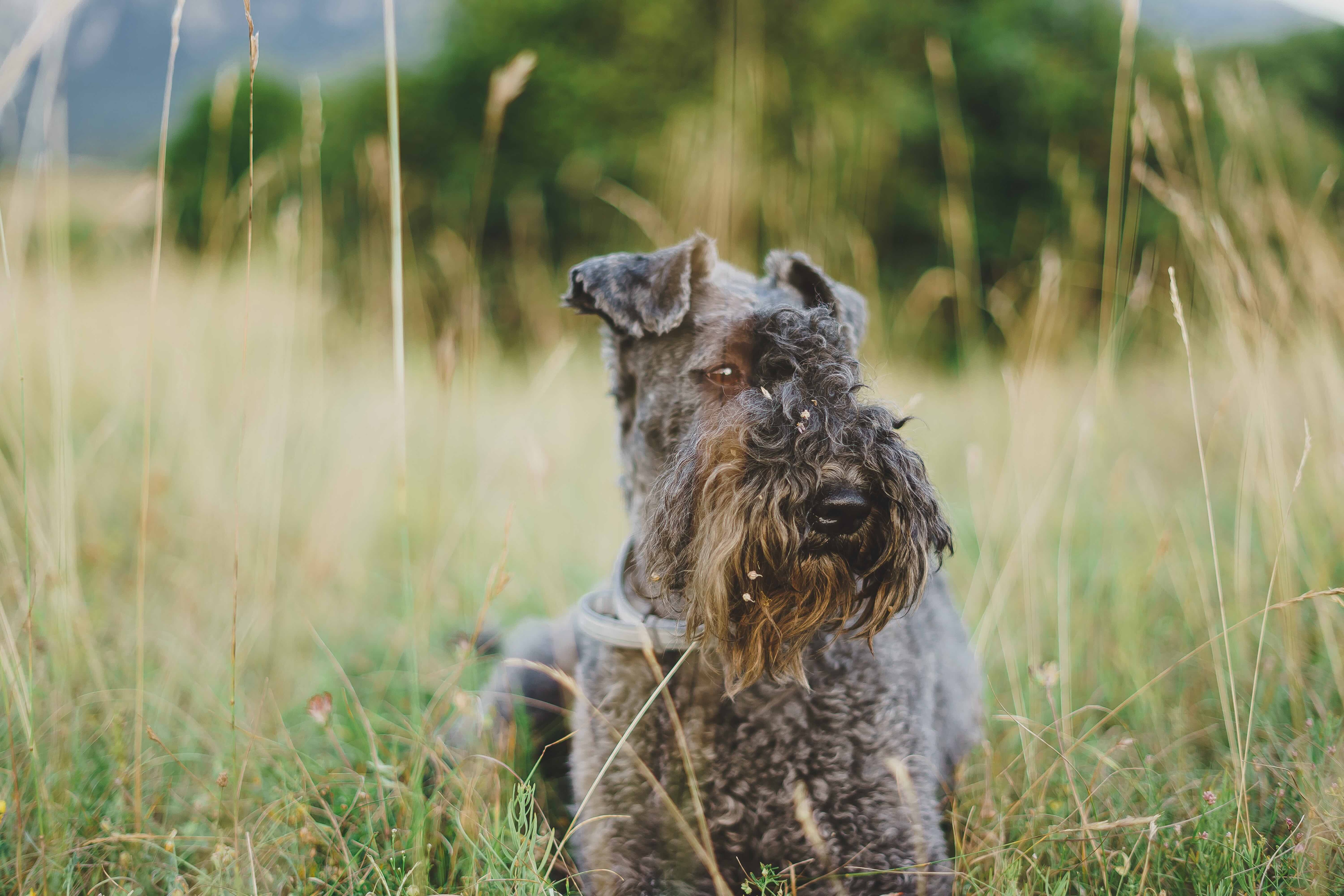 blue-gray kerry blue terrier lying down in tall grass