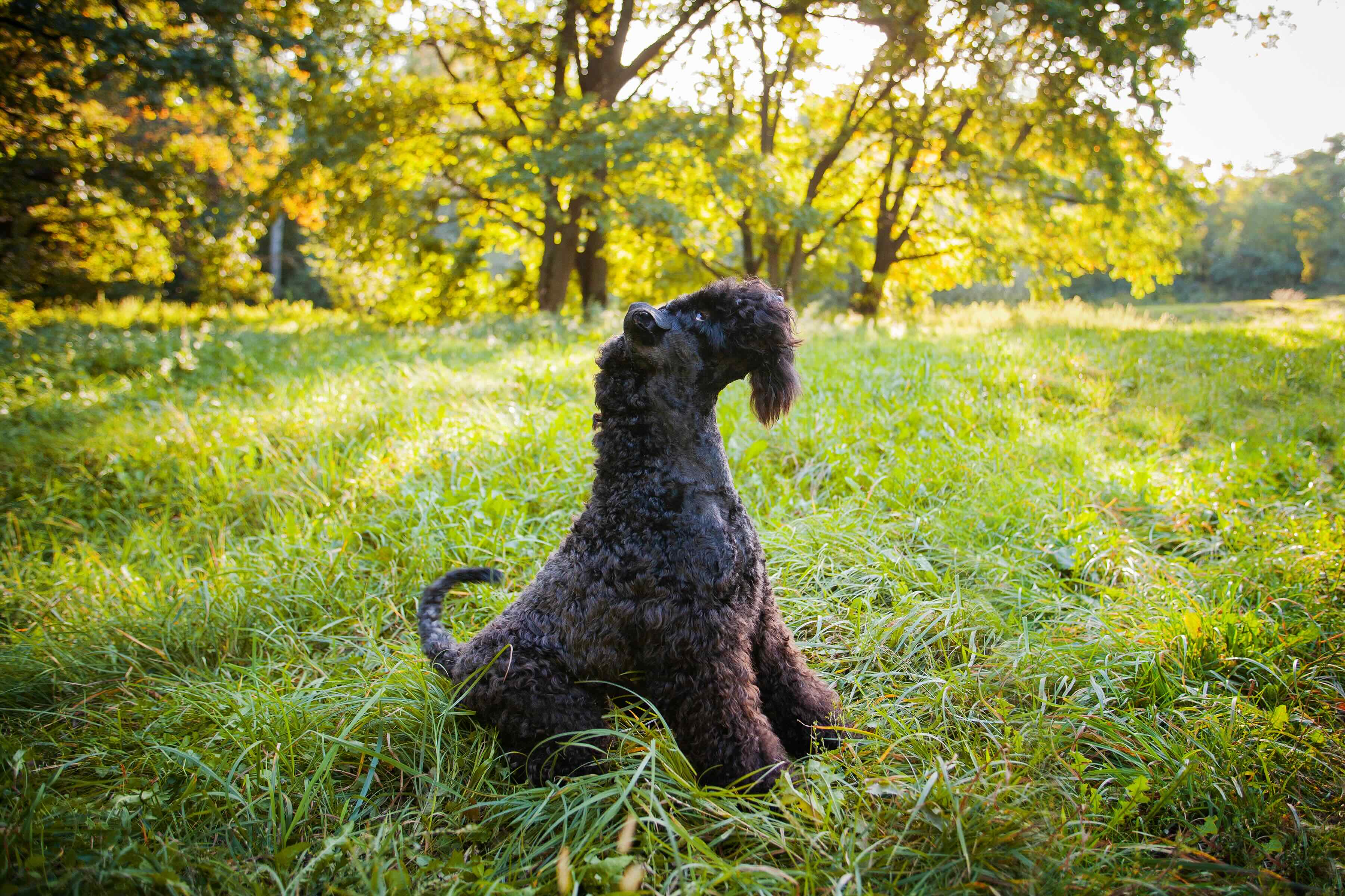 black kerry blue terrier sitting in grass in front of a big tree and looking up
