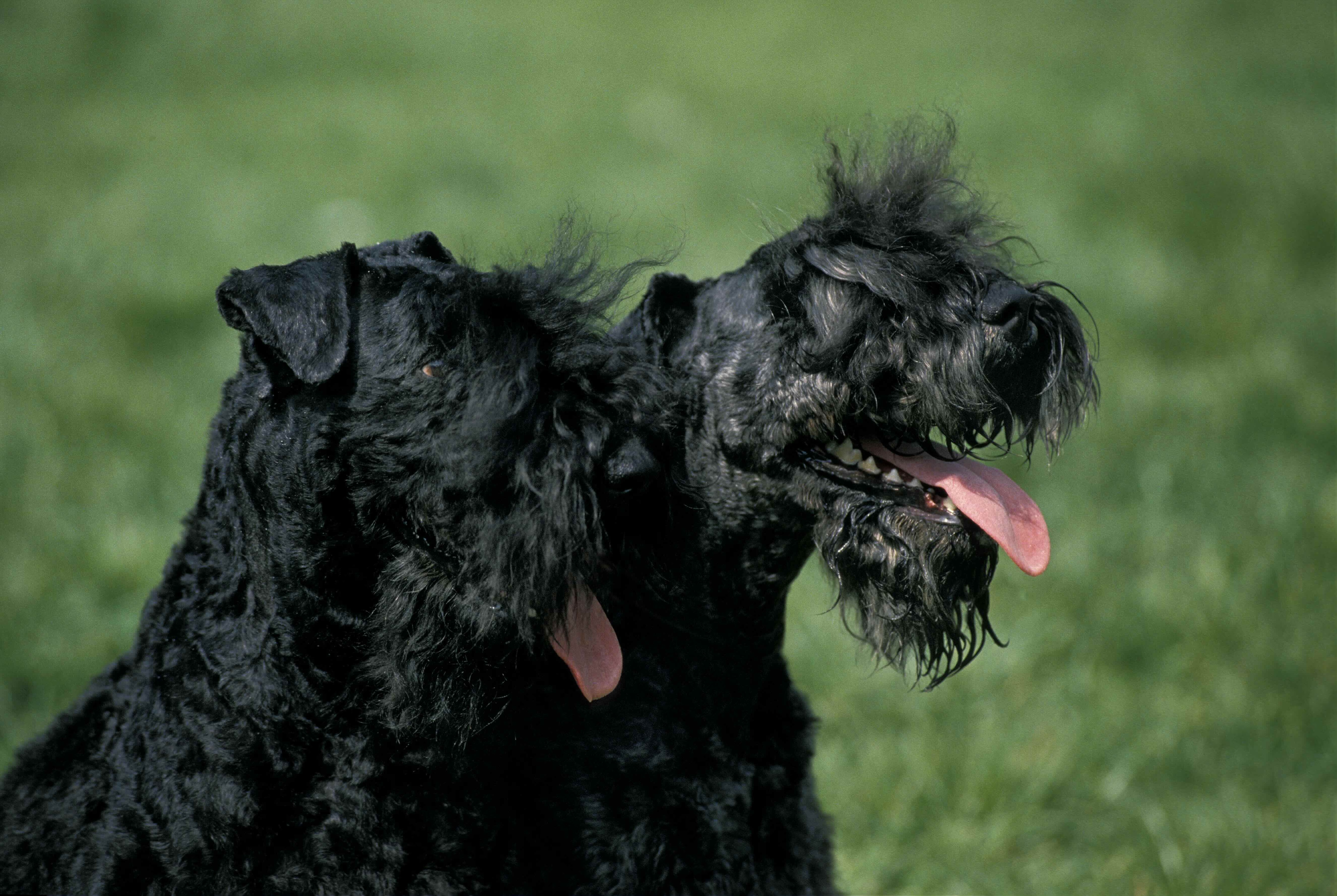 close-up of two black kerry blue terrier faces