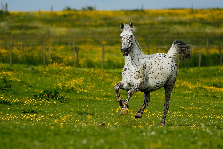 Knabstrupper running