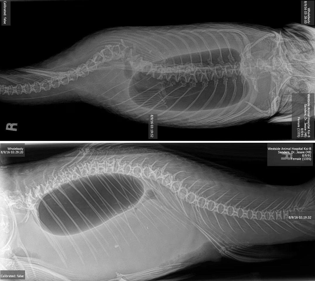 x-ray of a koi fish with an enlarged swim bladder
