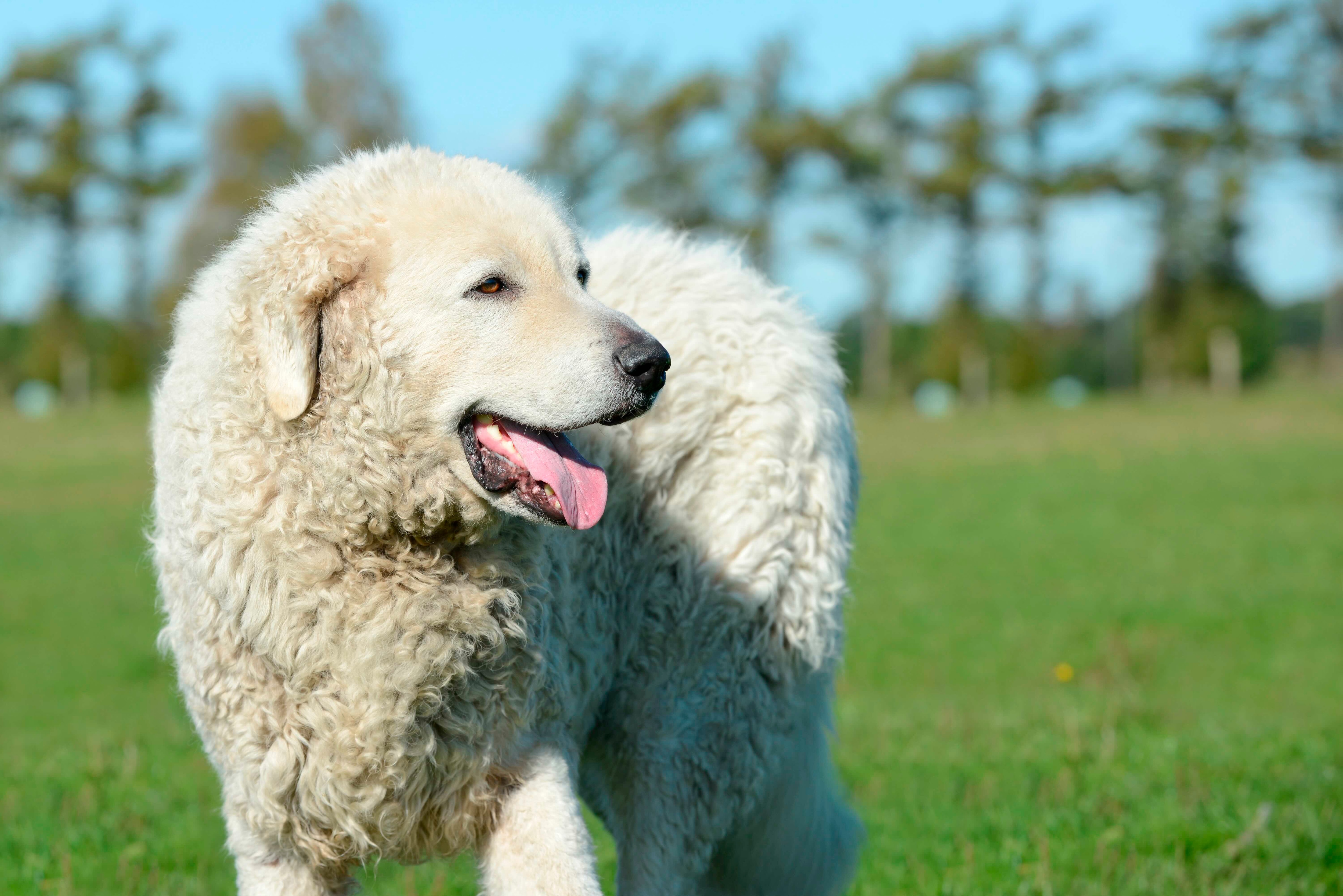 kuvasz with a white, curly coat standing in a field with shallow focus