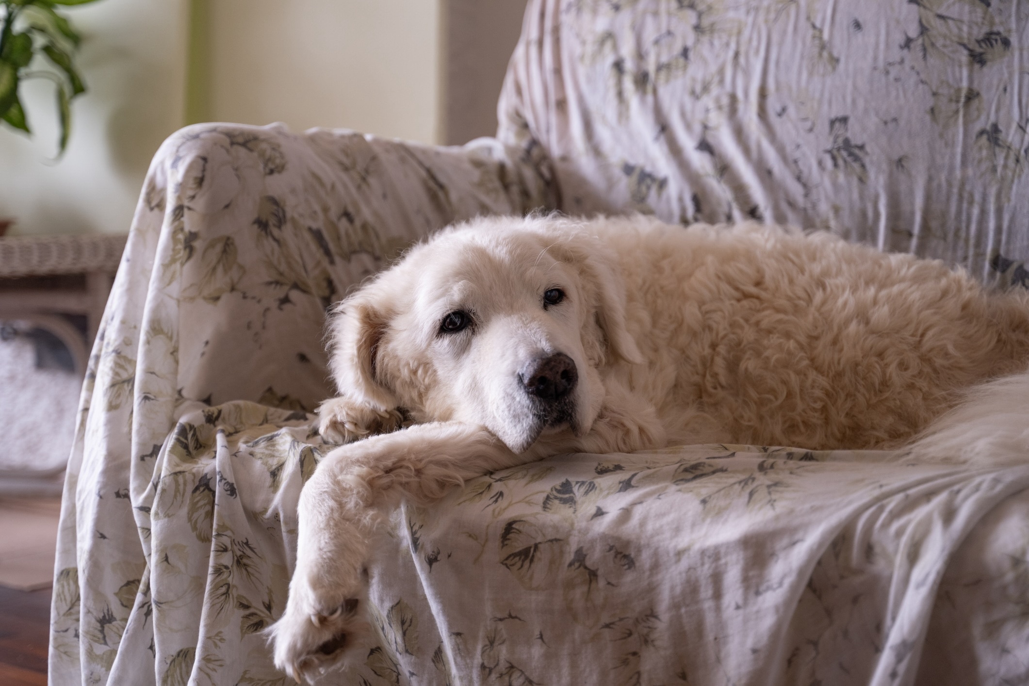 kuvasz dog lying down on a chair
