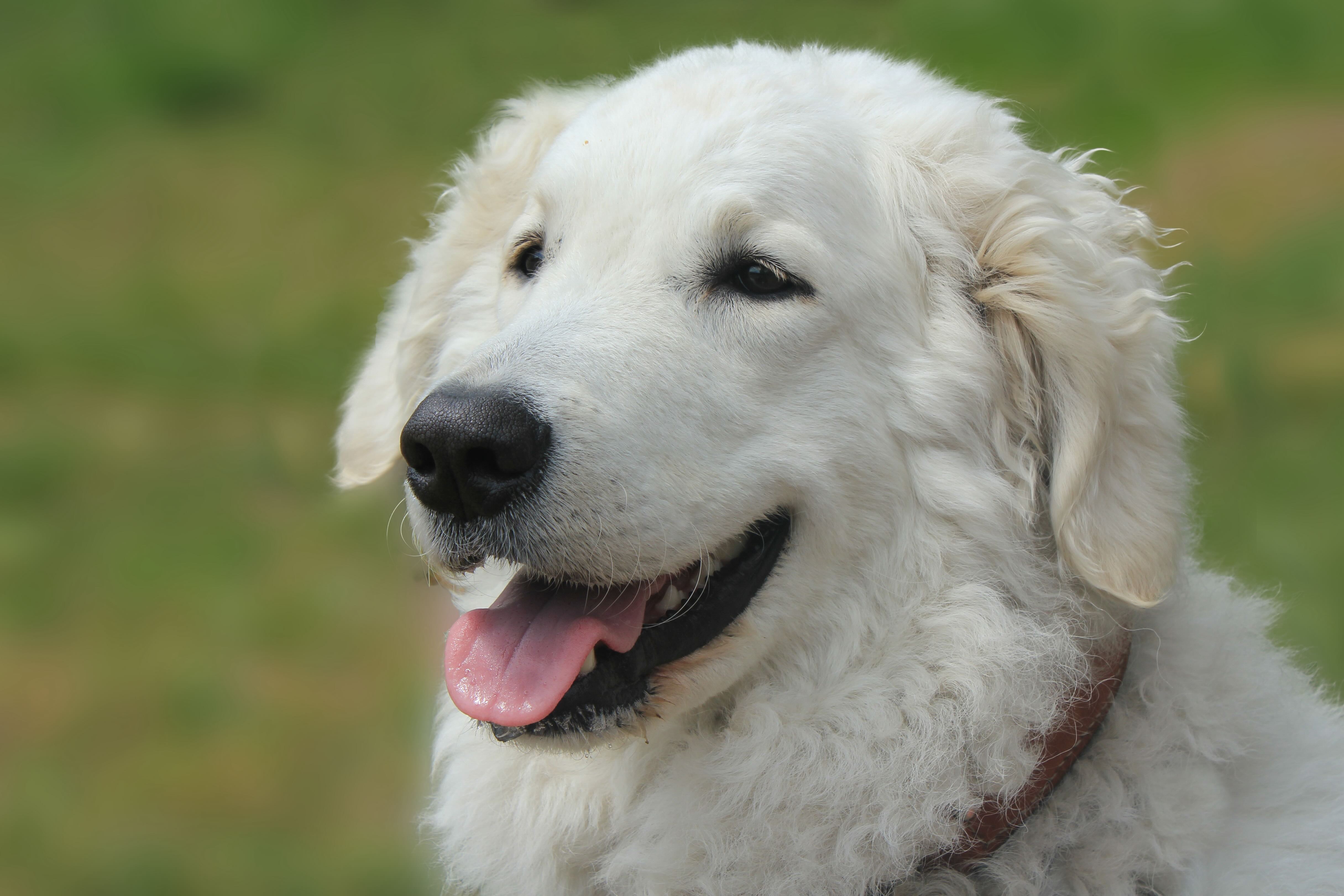 close-up of a kuvasz's smiling face