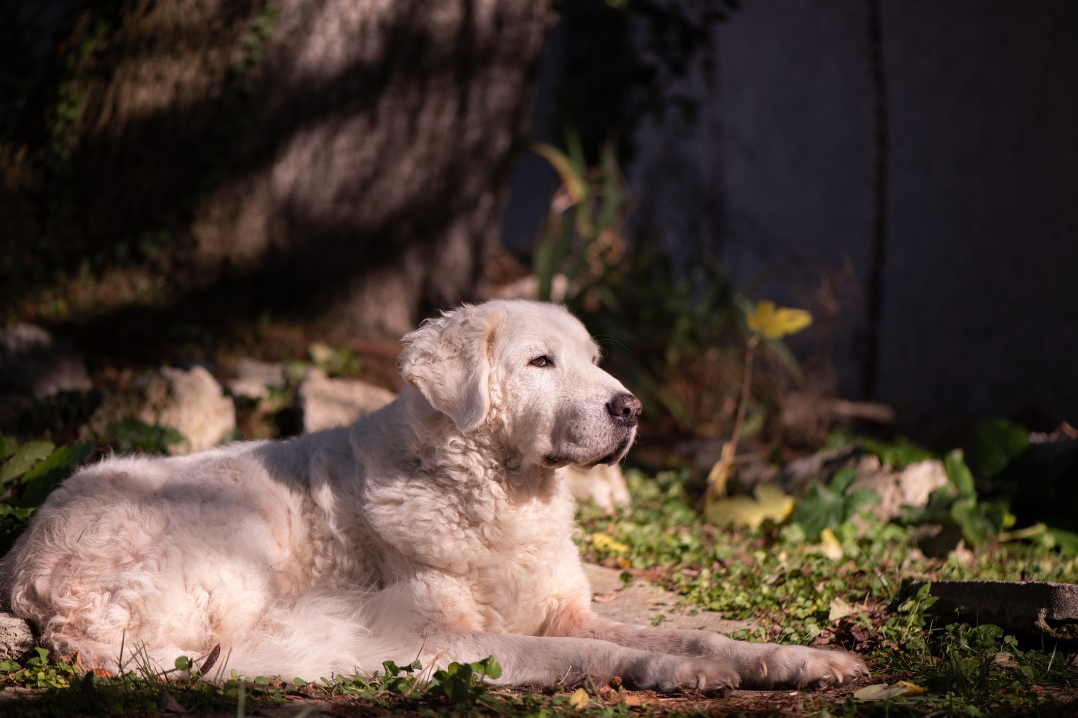 white kuvasz lying in a wooded area with sunlight filtering through the trees