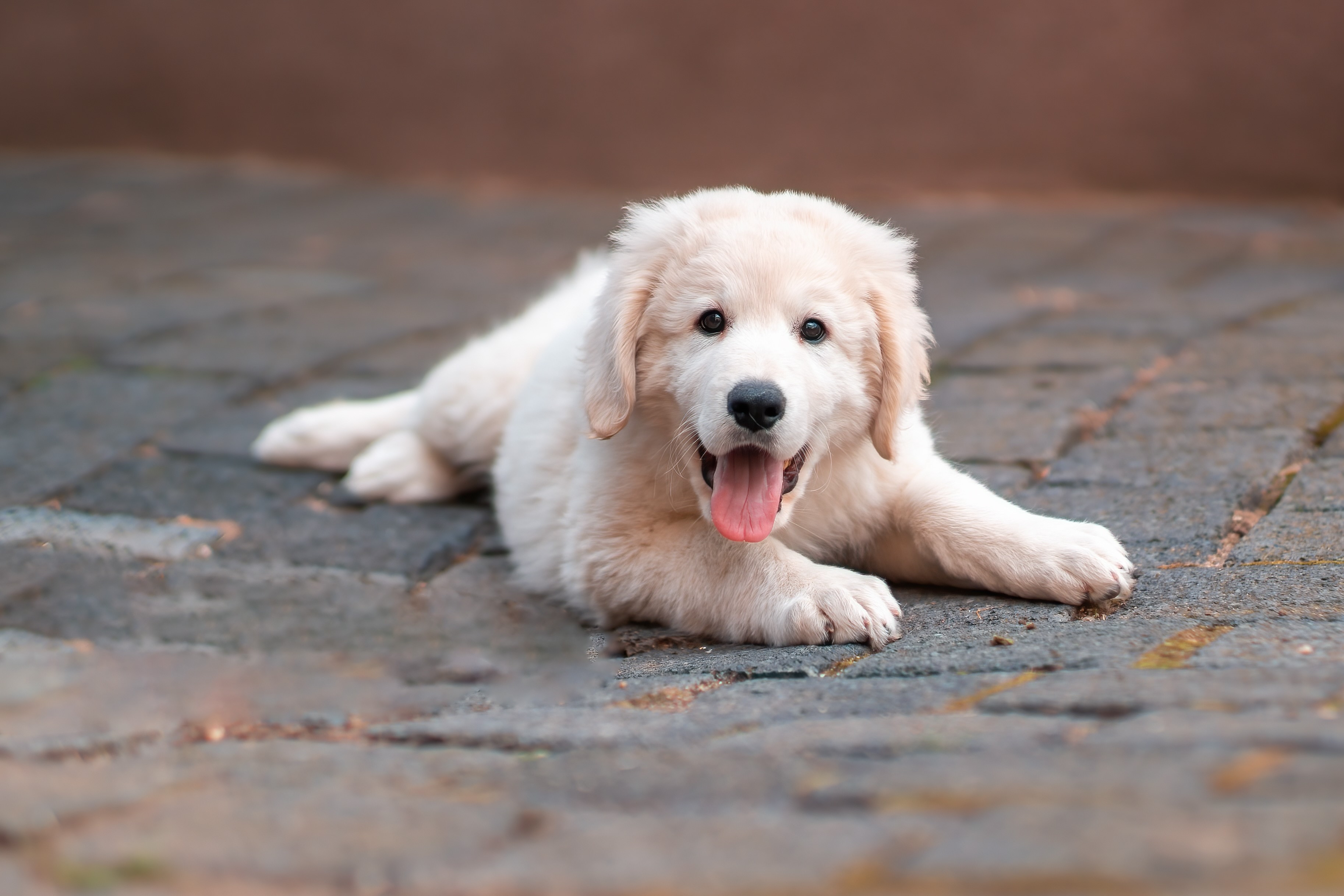 white kuvasz puppy lying down with his tongue out looking at the camera