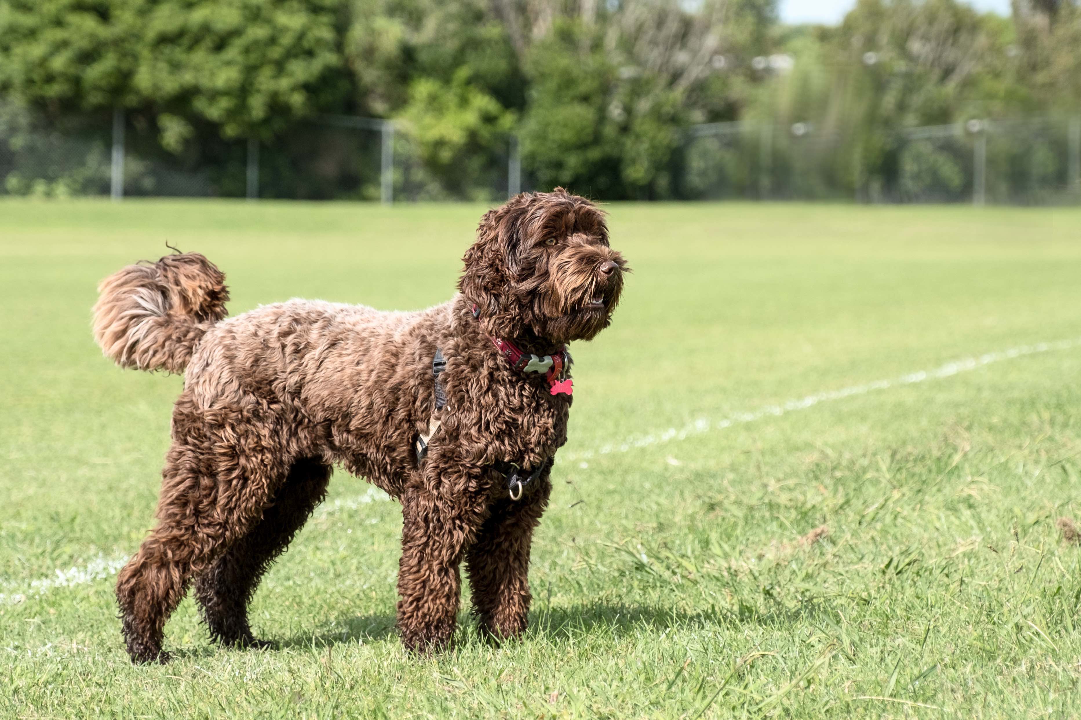 chocolate labradoodle standing in grass