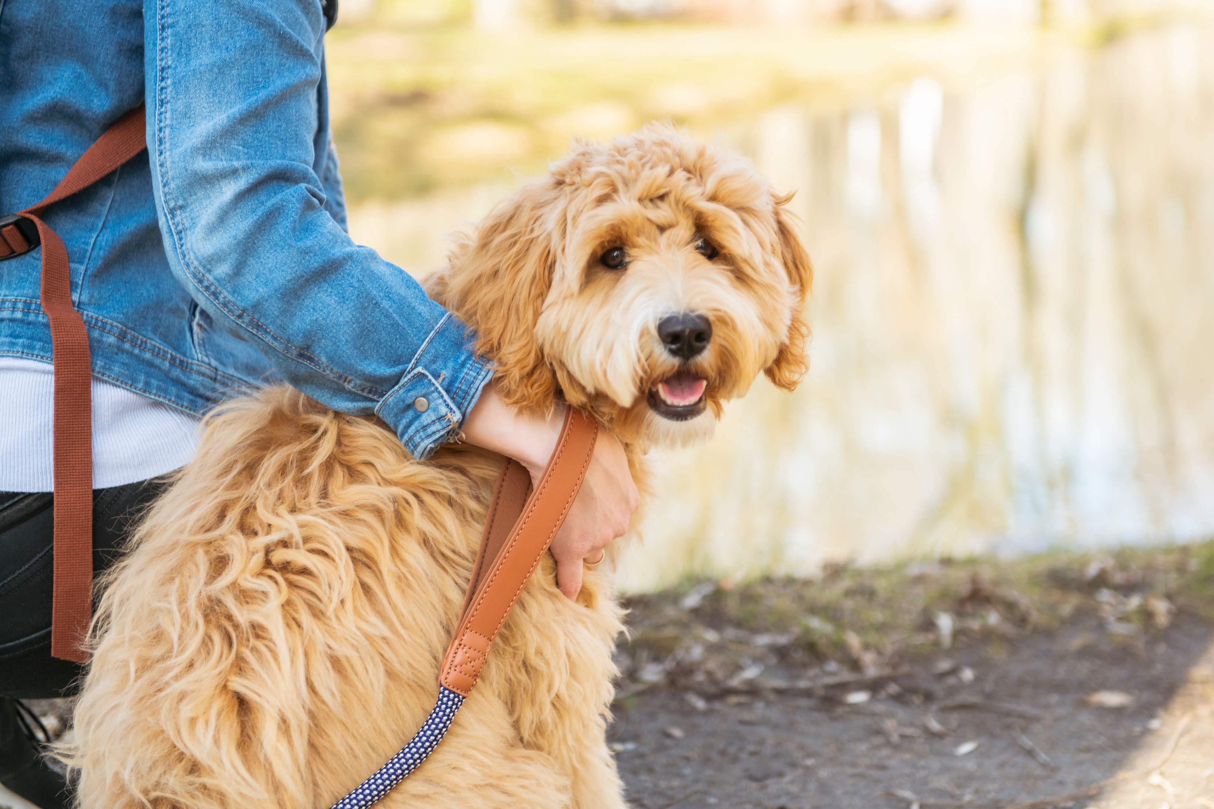 labradoodle sitting with a woman 